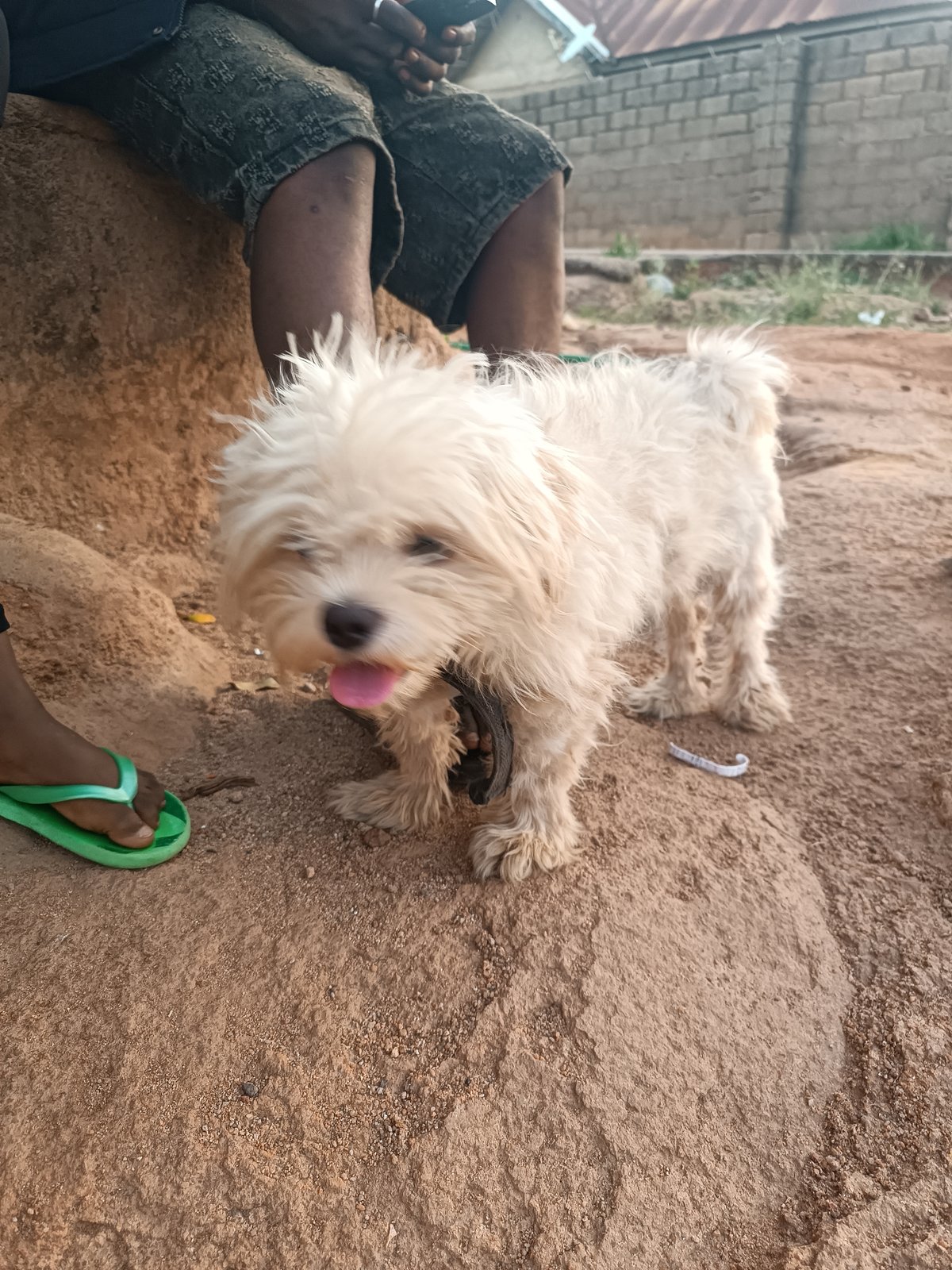 Jos residents celebrate Marley Day with pets, rollerblading activities