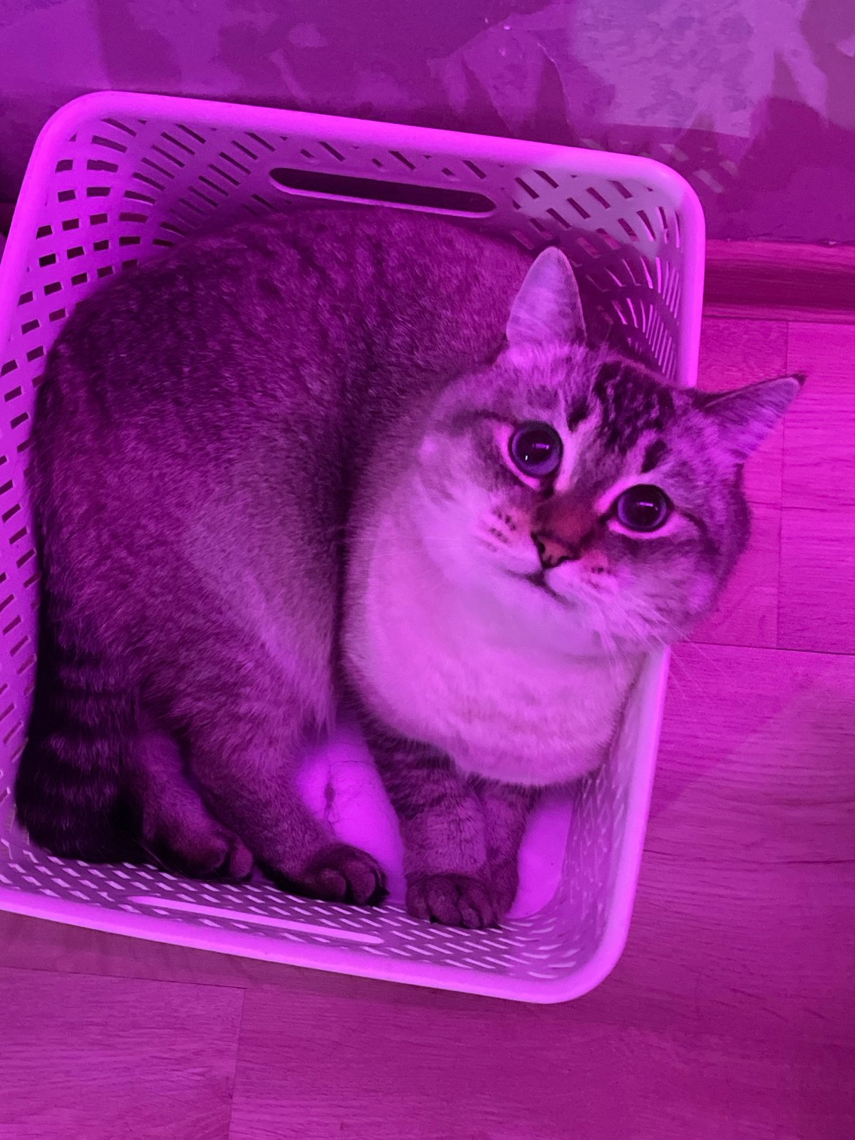 Pets rest under purple lighting in Votkinsk home