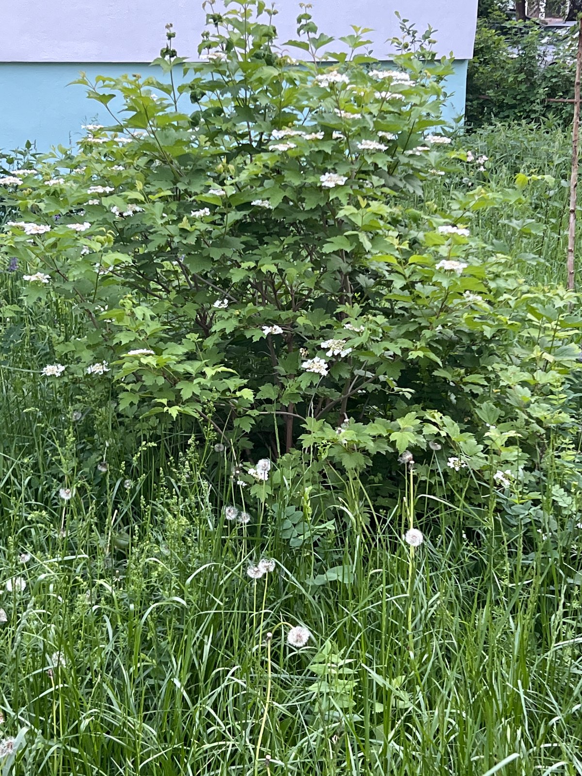 Witness documents wildflower walk in Chaikovsky, Russia during evening hours
