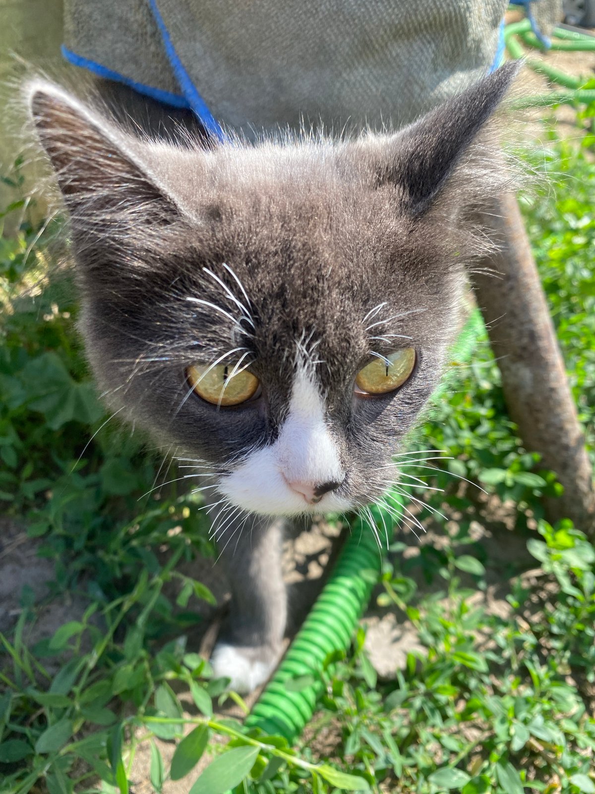 Kitten close-up and rural path in Mamontovo, Russia