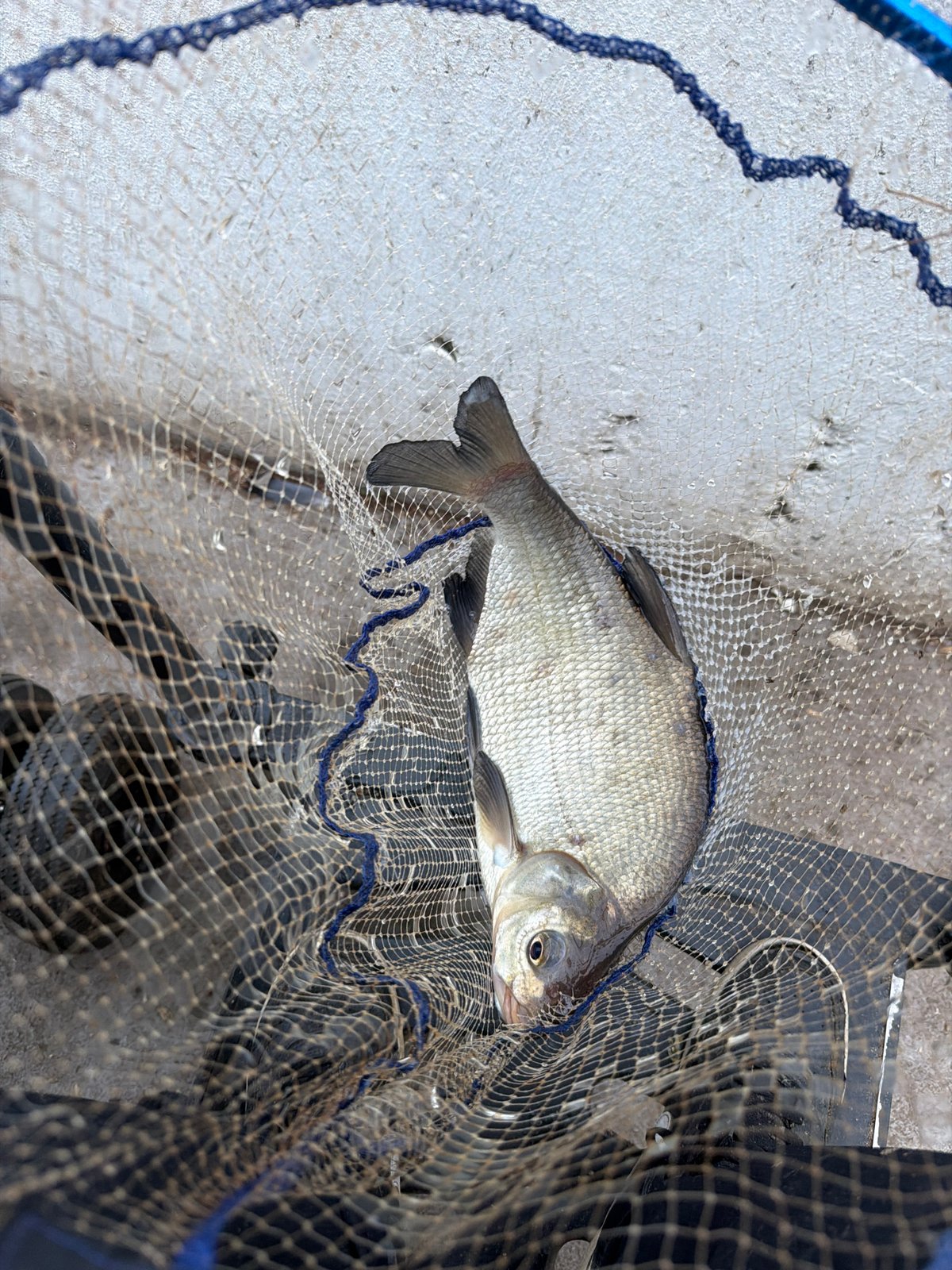 Angler catches bream during early morning fishing in Chaikovsky