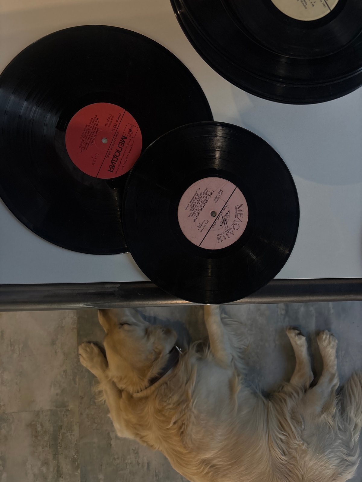 Quiet afternoon with vinyl records and golden retriever in Yerevan