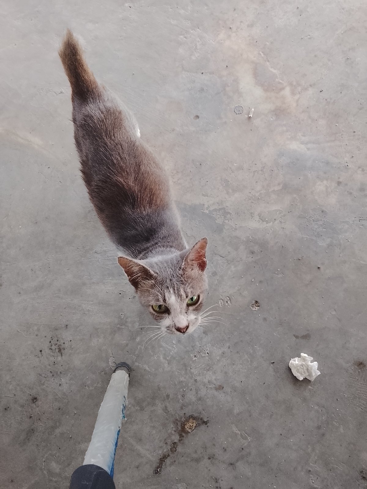 Cat photographed on concrete surface in Lhokseumawe, Indonesia