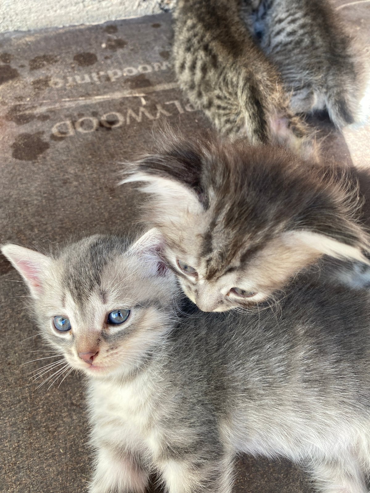 Tabby kittens at rest in Baykonys, with glimpses of sky and orchard