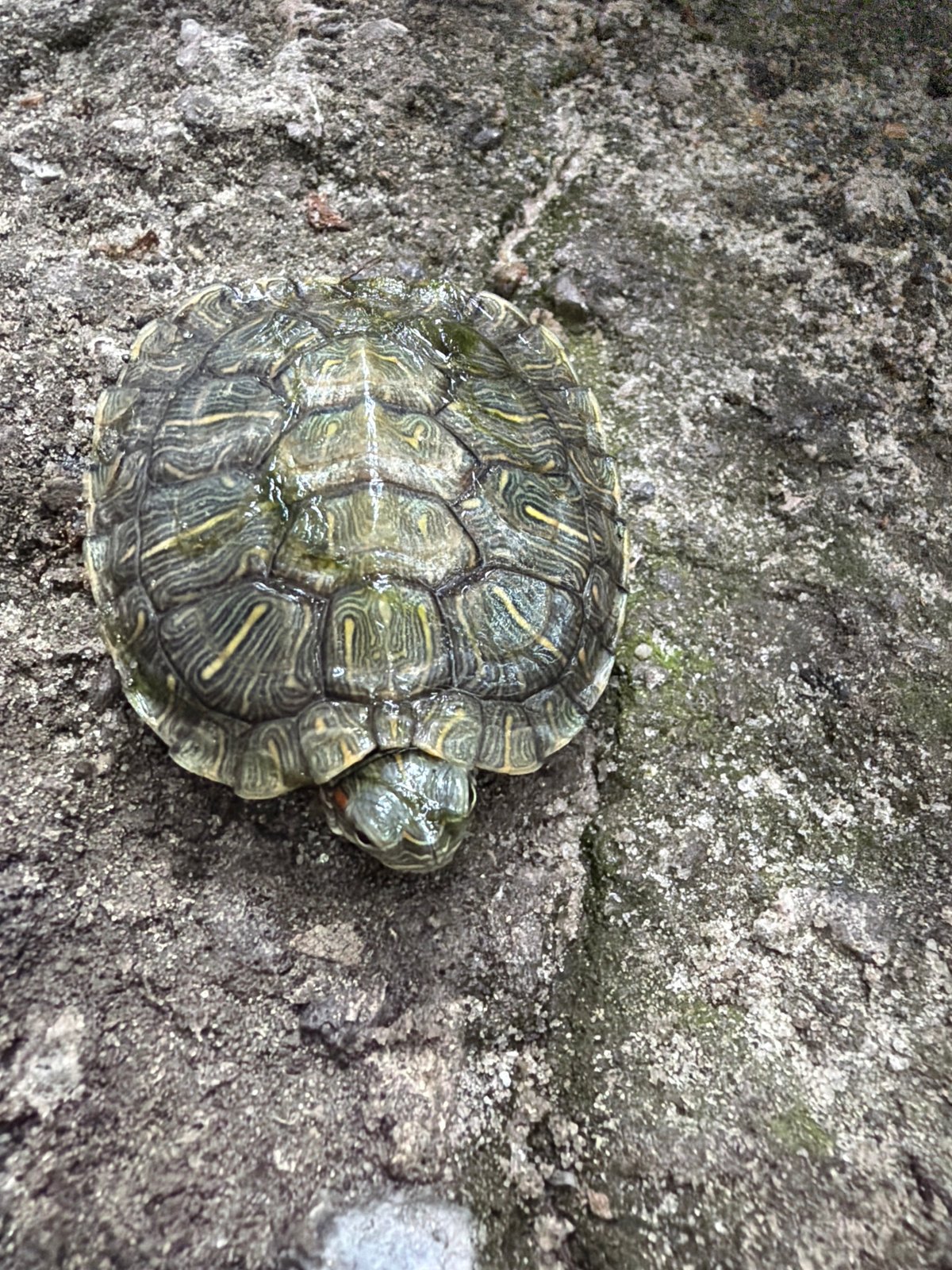 Turtles, roses, and backyard nature in Dnipro