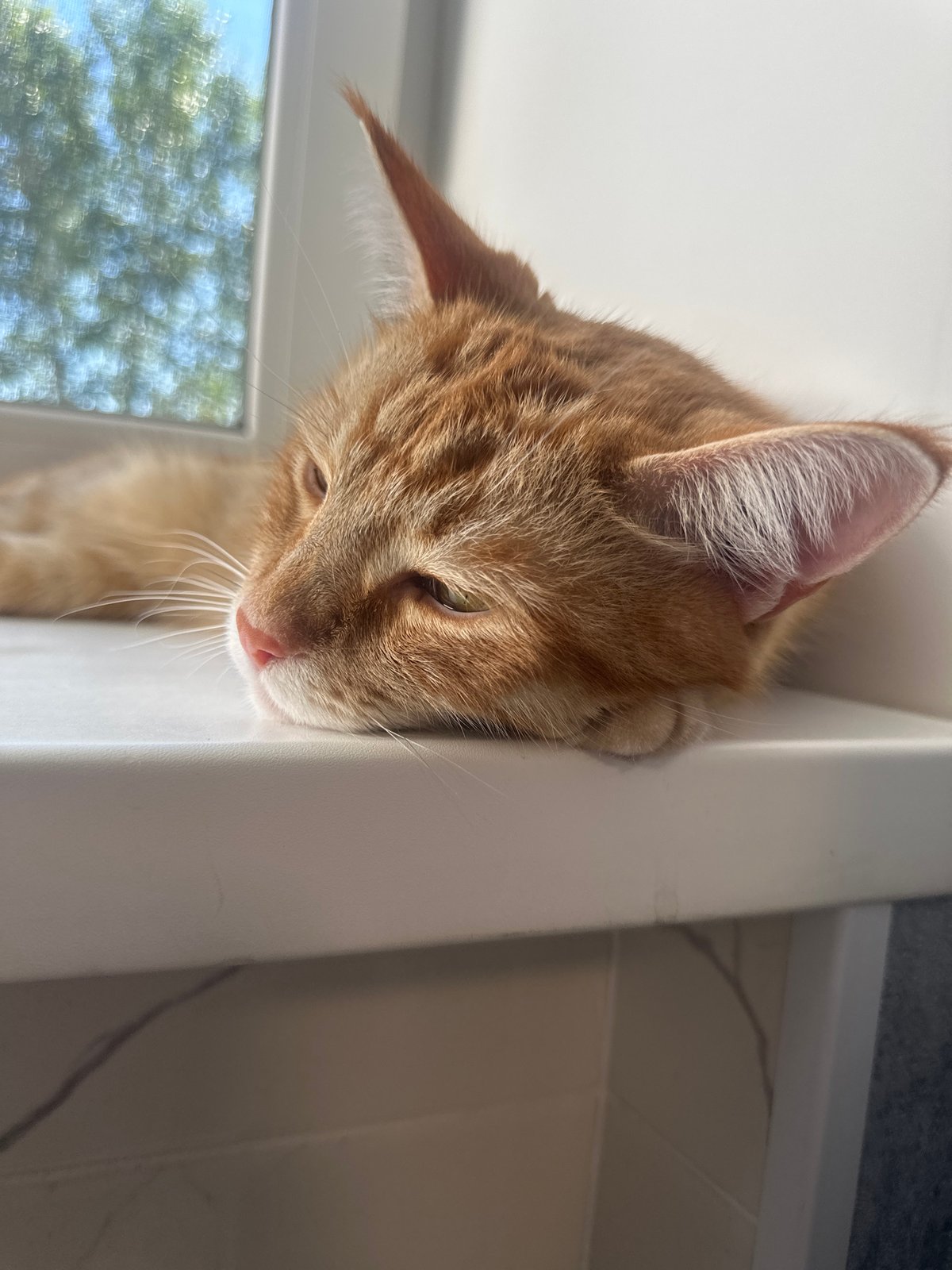 Orange tabby cat napping on windowsill in Omsk