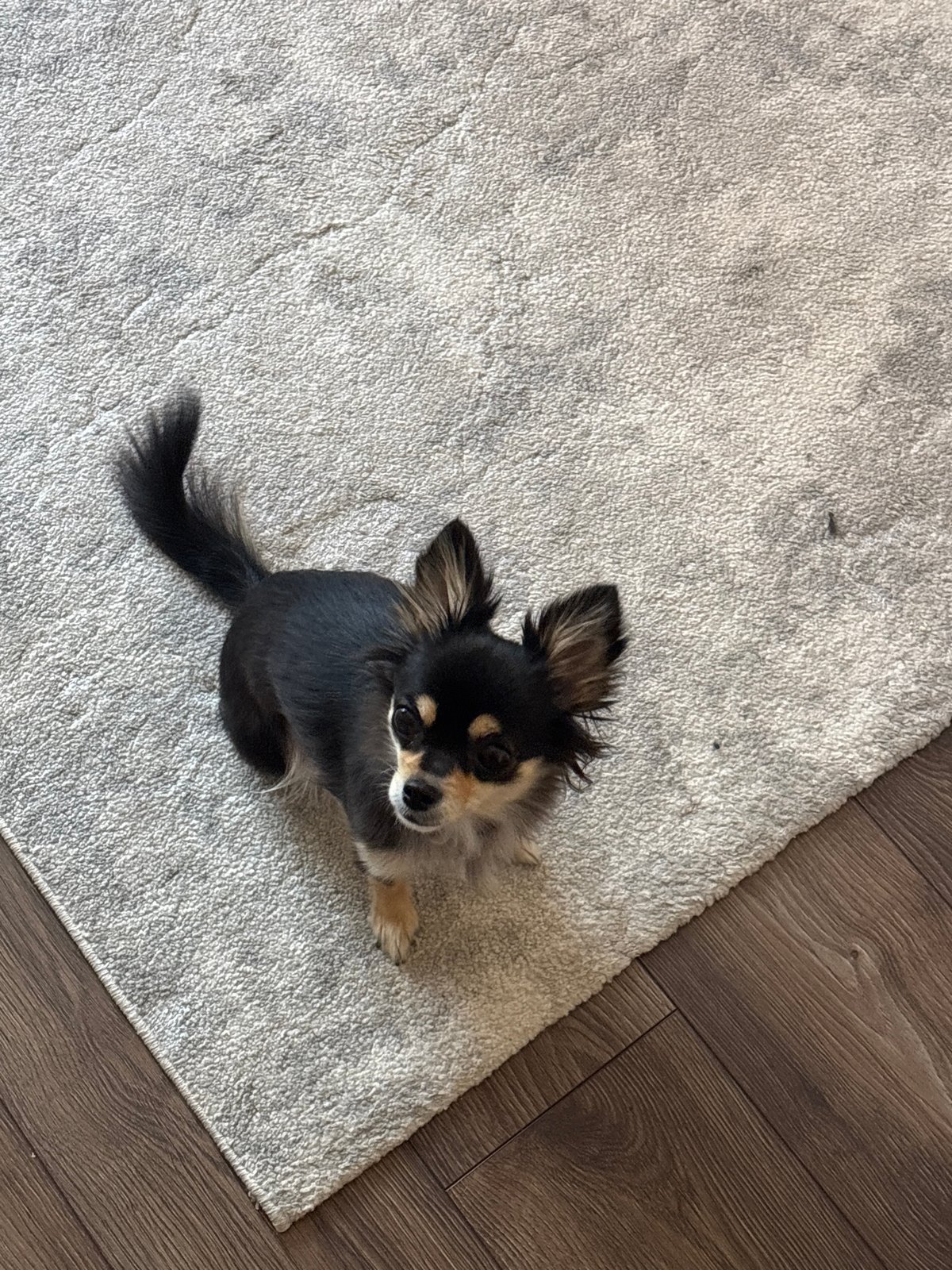 Cozy morning at home with a Chihuahua, plants, and plush toys