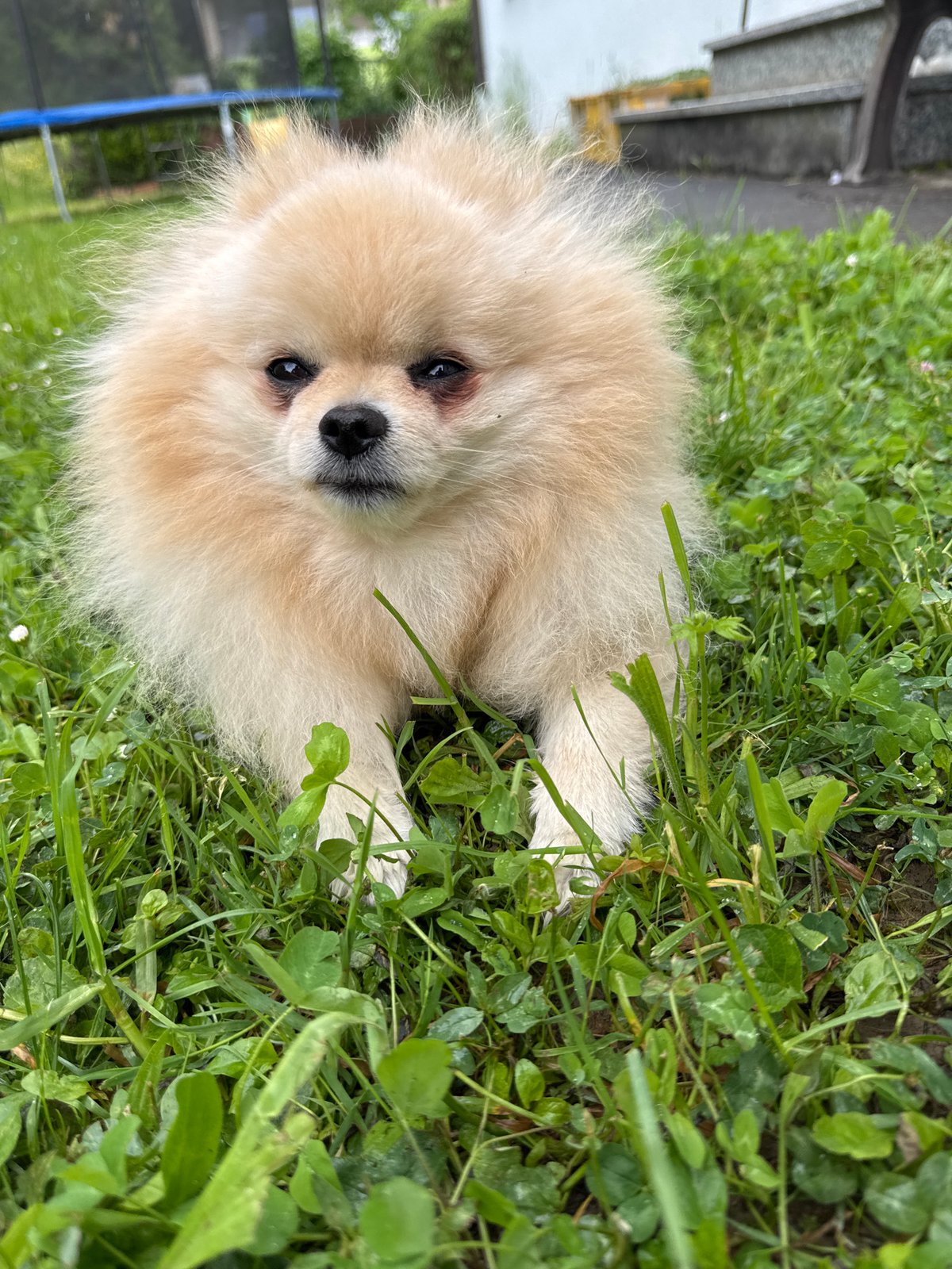 Pomeranian dog's morning routine captured in Bietigheim-Bissingen