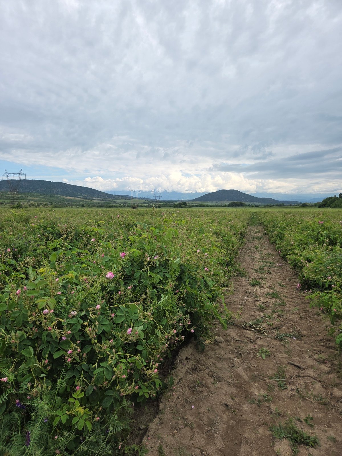 Rose field blooms observed in Ivan Vazovo, Bulgaria