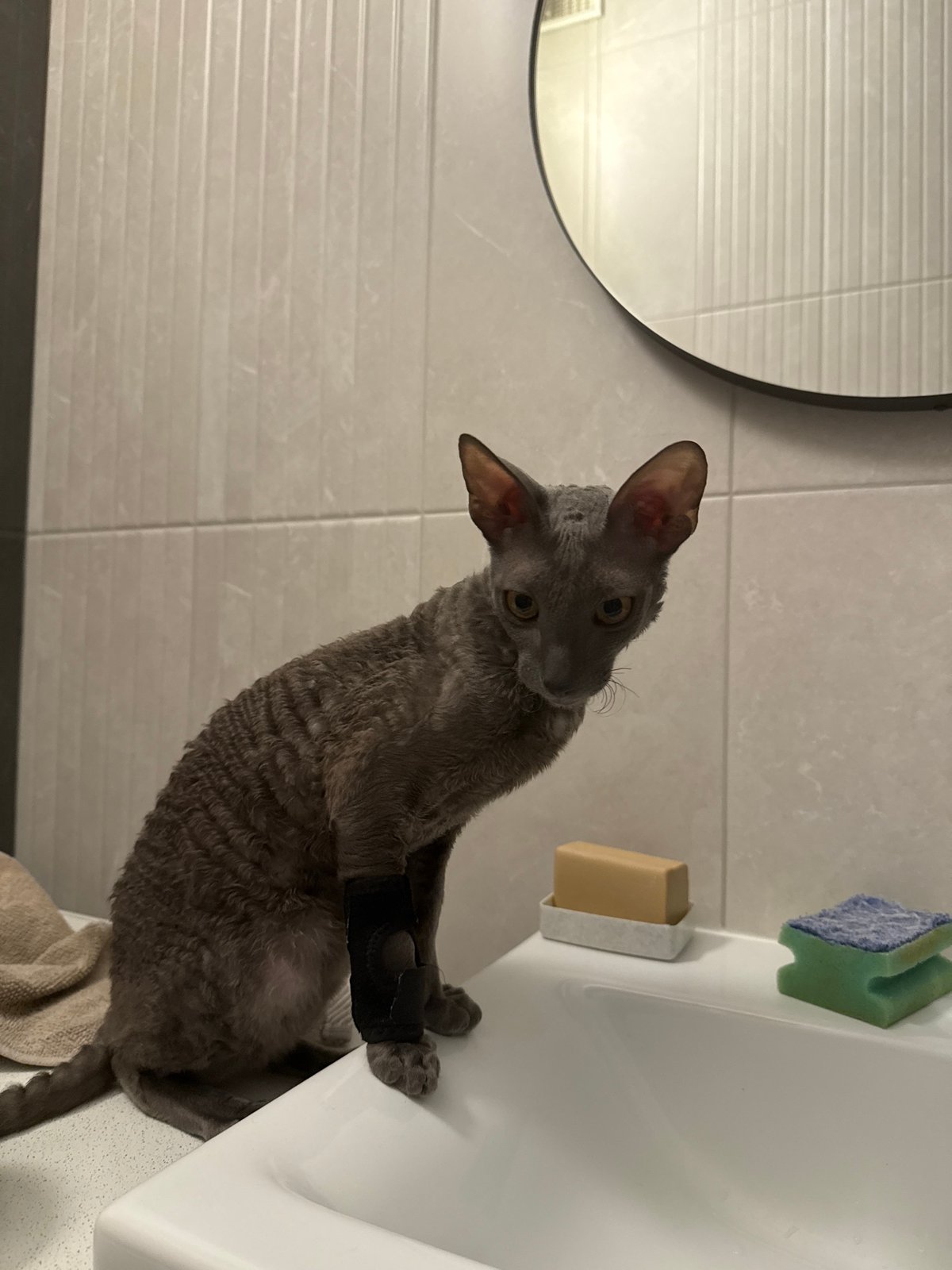 Injured Cornish Rex cat relaxes in Krasnoyarsk bathroom