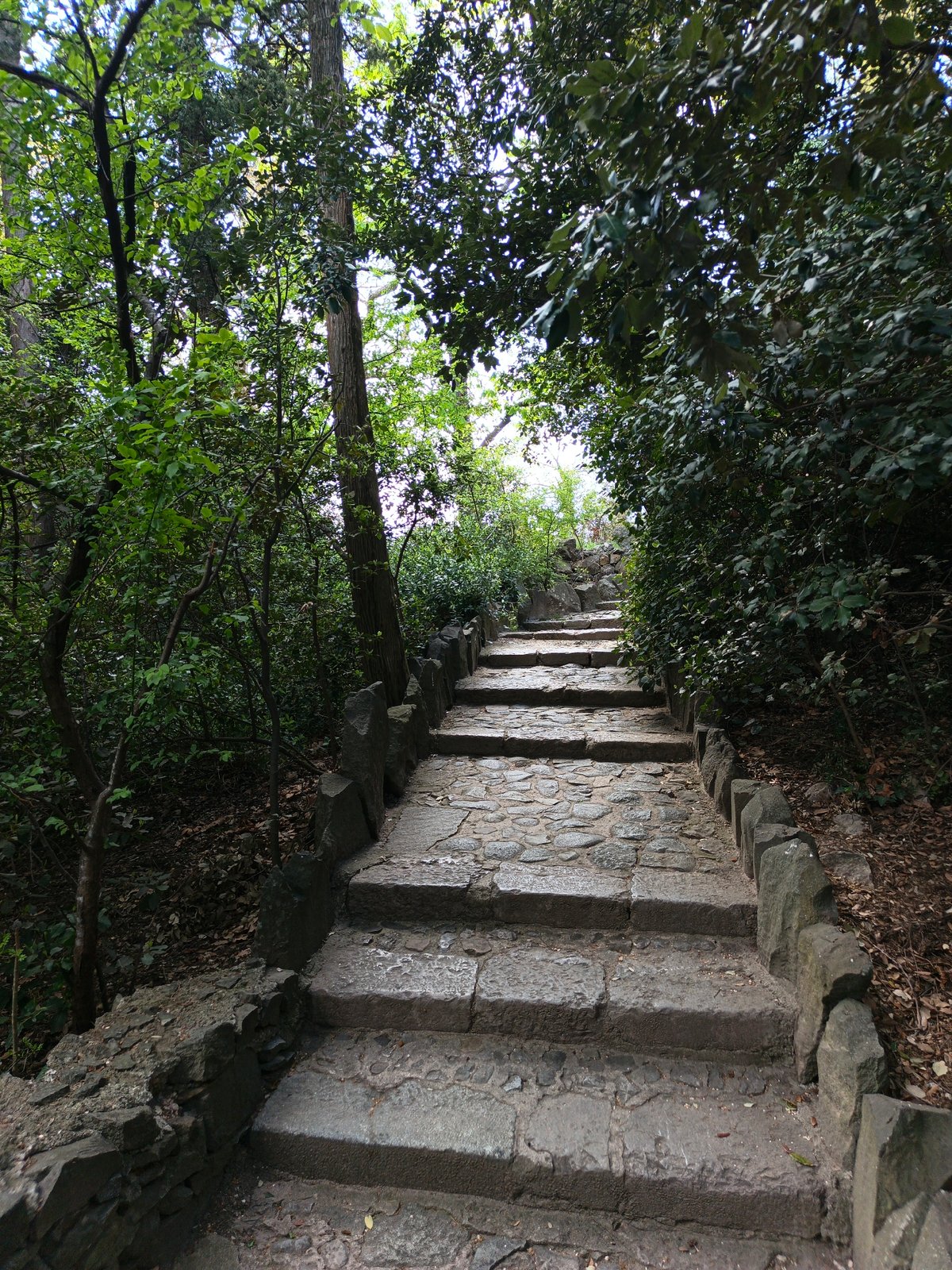 Stone pathway documented in Ukrainian village forest