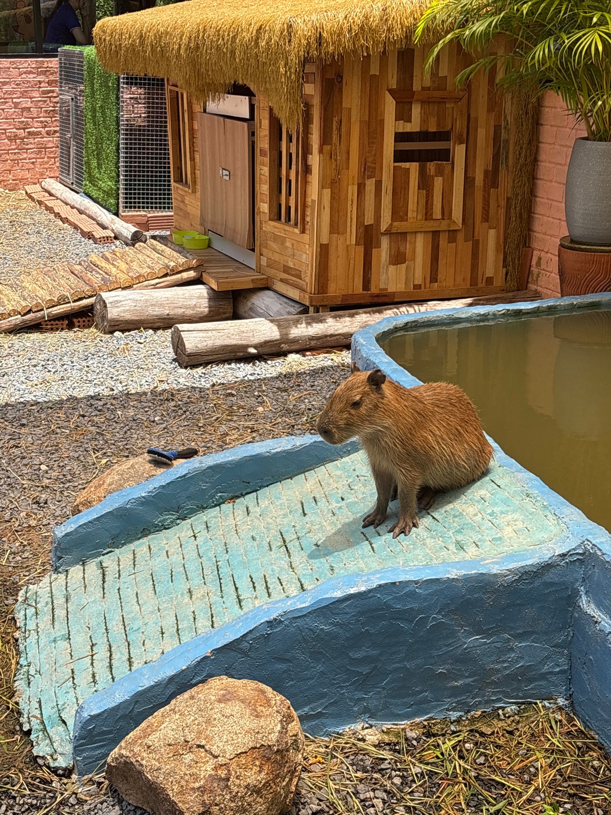 Capybaras spotted at tourist facility in Choeng Thale, Thailand