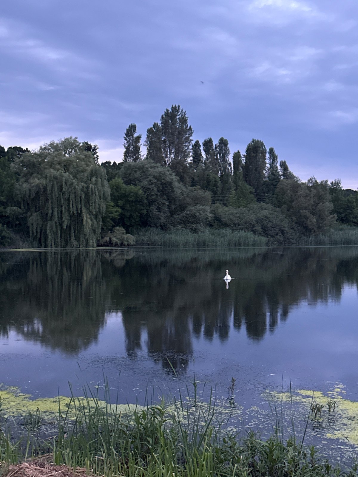 Swan on a darkening lake as a storm approaches Vinnytsia