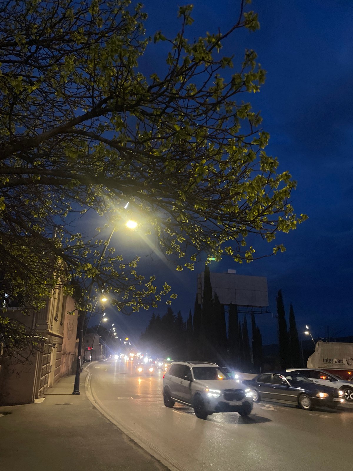 Cat spotted on Tbilisi street during evening hours