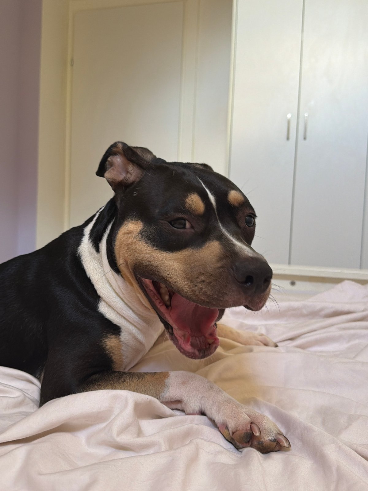Dog caught mid-yawn on a white bed in Tel Aviv