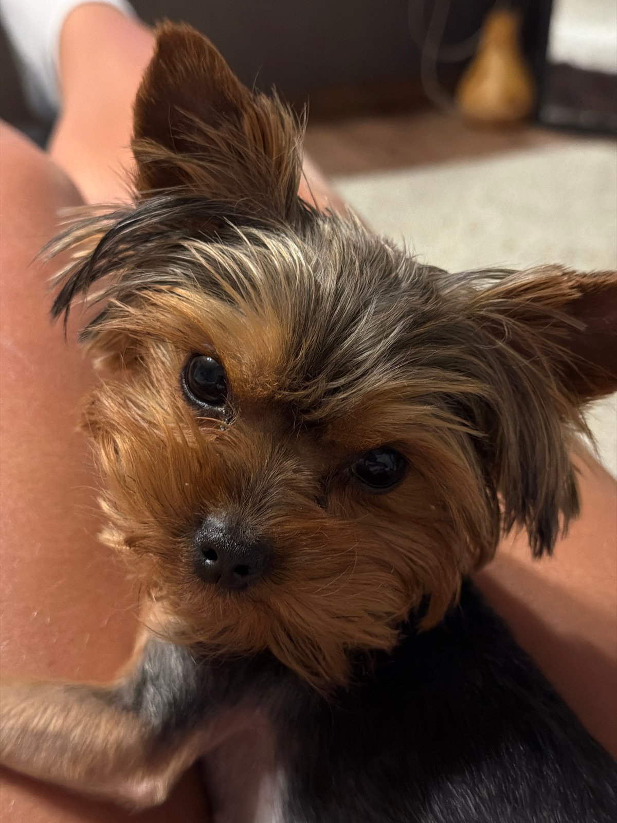 Yorkshire Terrier poses for close-up portrait in Krasnoyarsk
