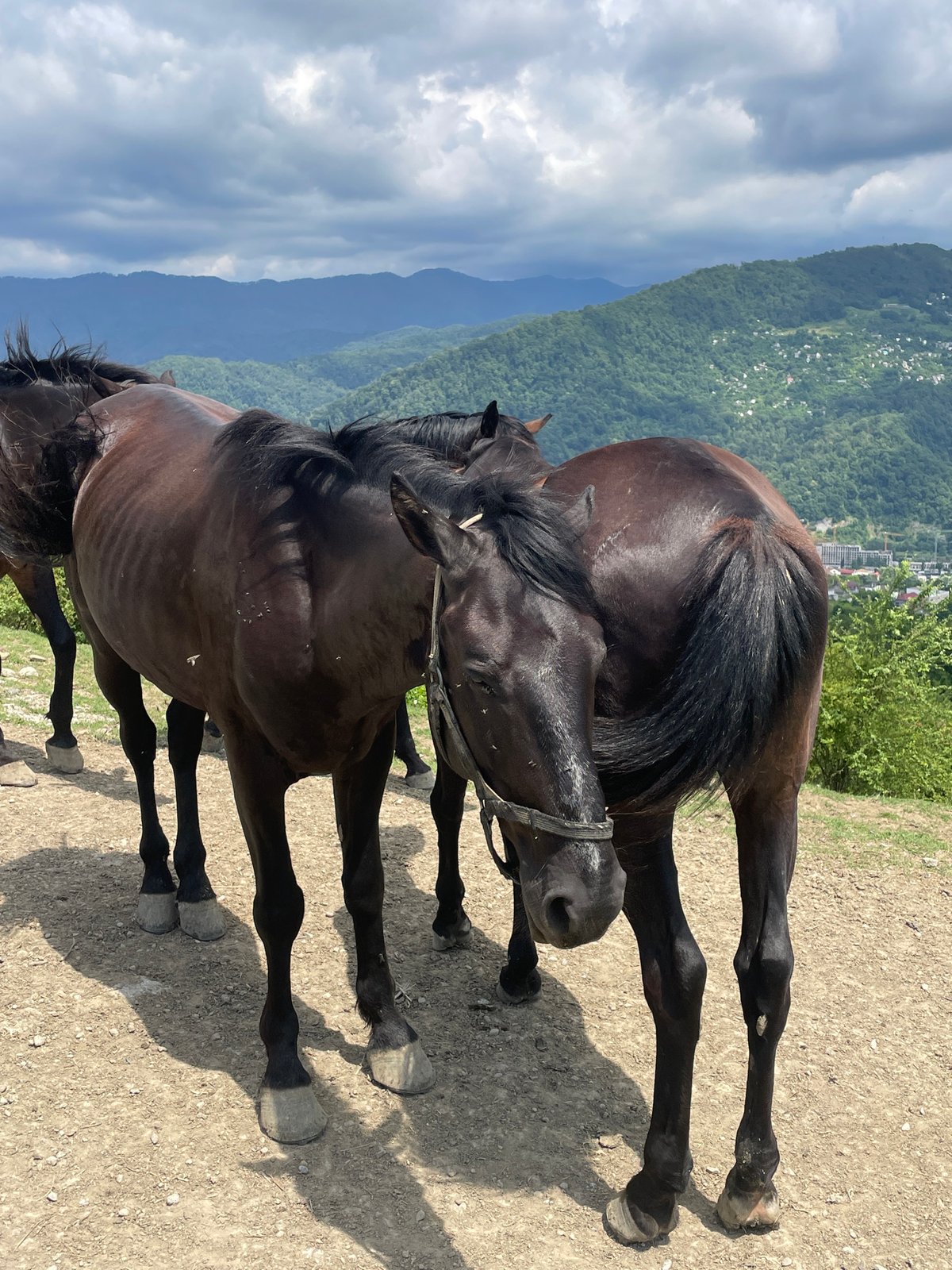 Horses on a hillside above Sochi, summer morning