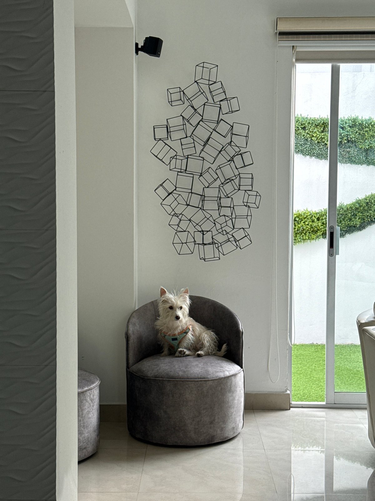 Small white dog spotted in chair in Mexican home
