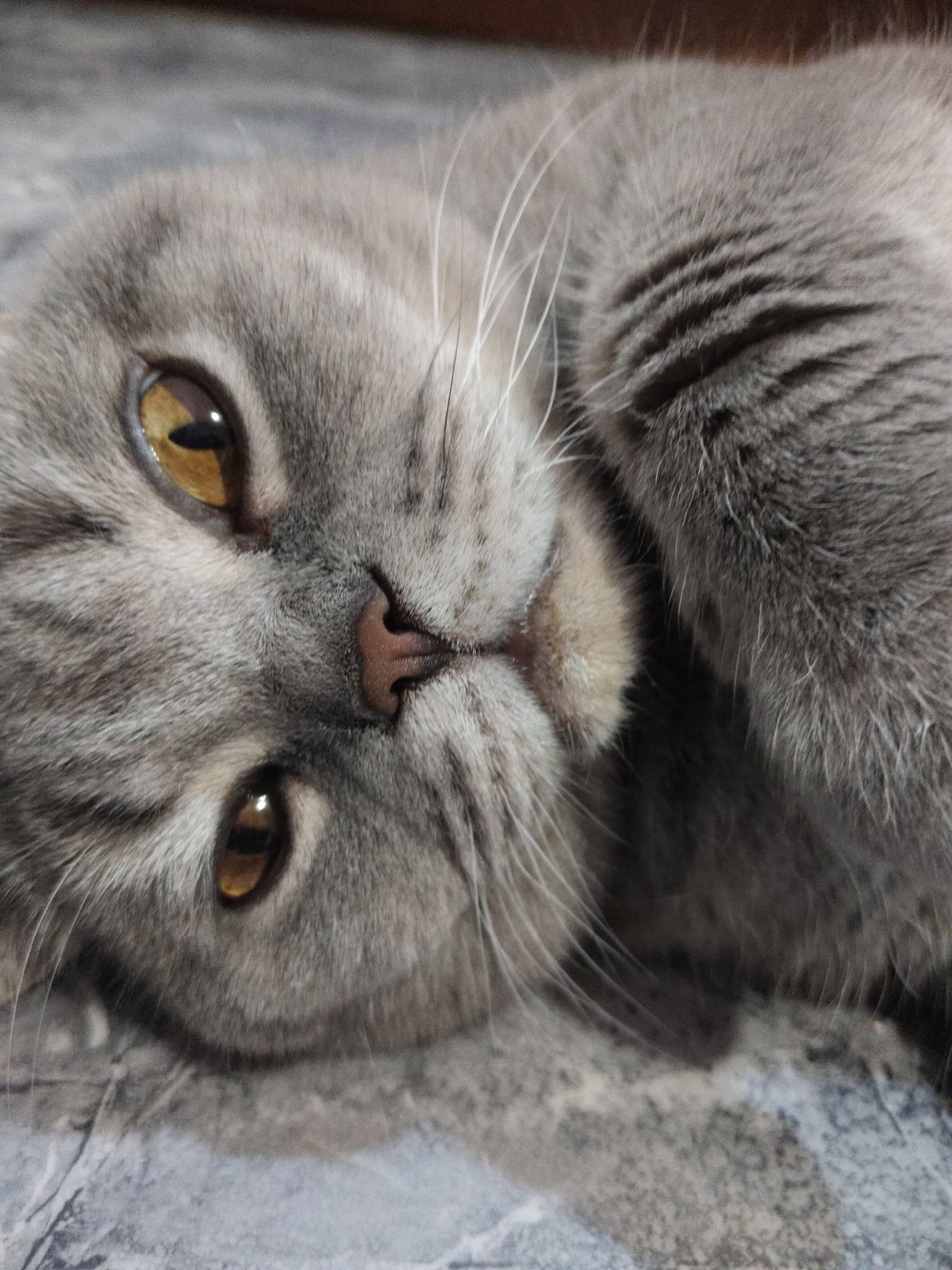 Grey cat lounges on marble floor with toys nearby