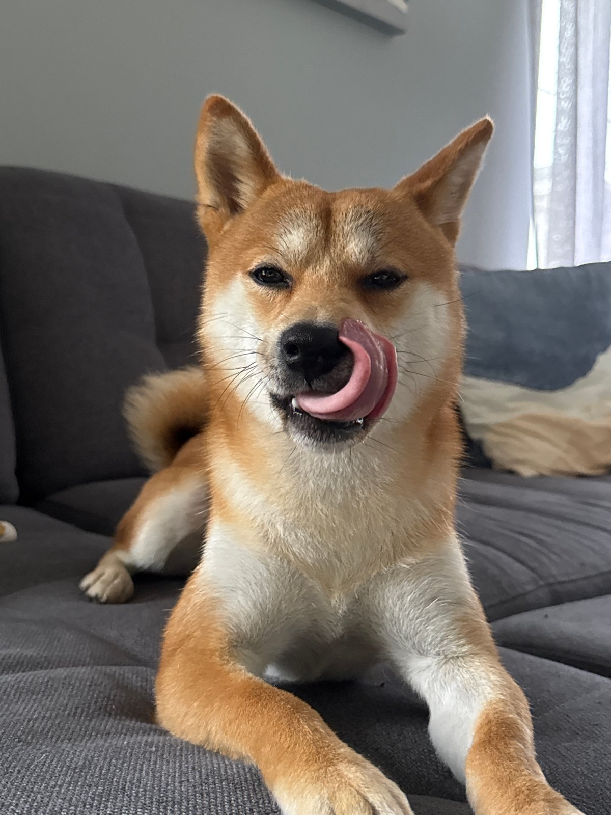 Boy and Shiba Inu share quiet morning moment
