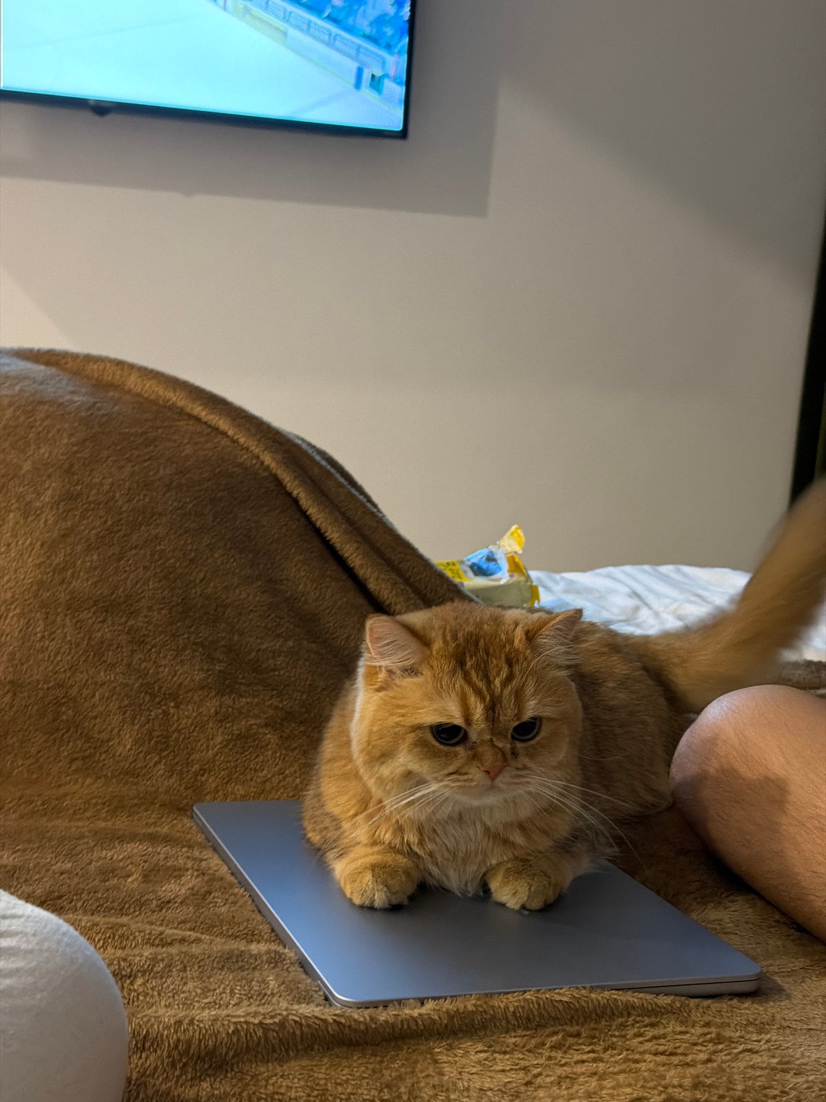 Lazy afternoon with a ginger cat and a coloring book in Đà Nẵng