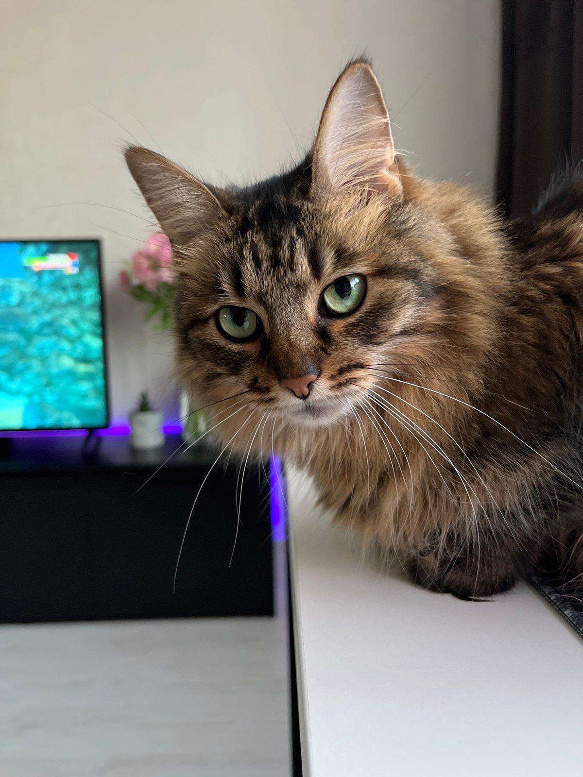 Tabby cat claims a PC tower as its personal throne
