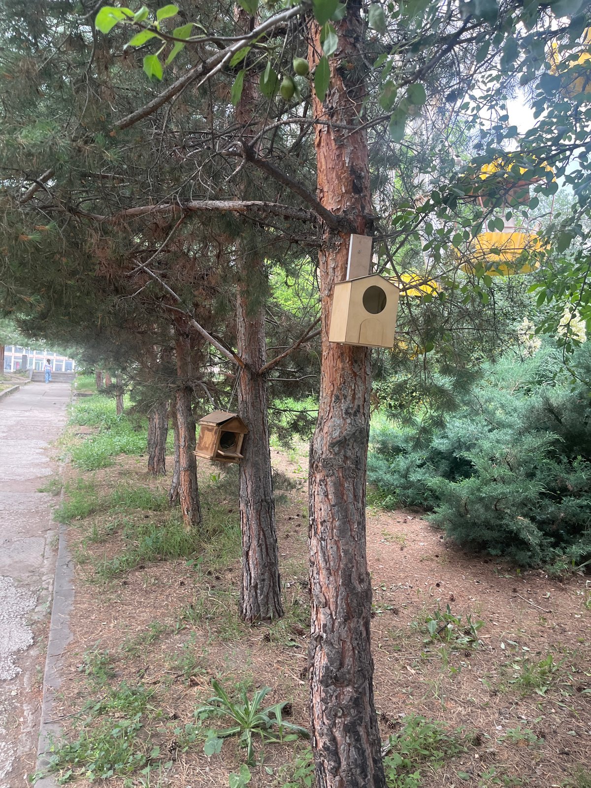 Rusty Ferris wheel and birdhouse-lined path, mid-June afternoon