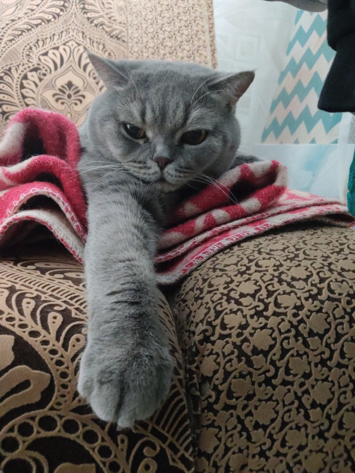 Grey cat's morning routine captured in domestic setting