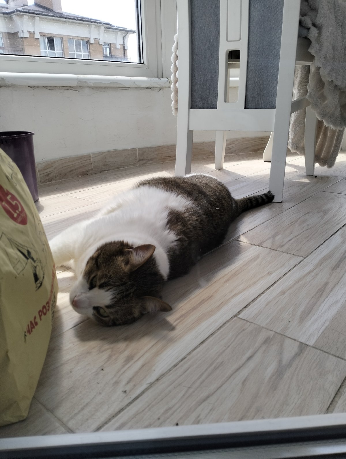 Cat enjoys sunny morning in Ukrainian home overlooking soccer field