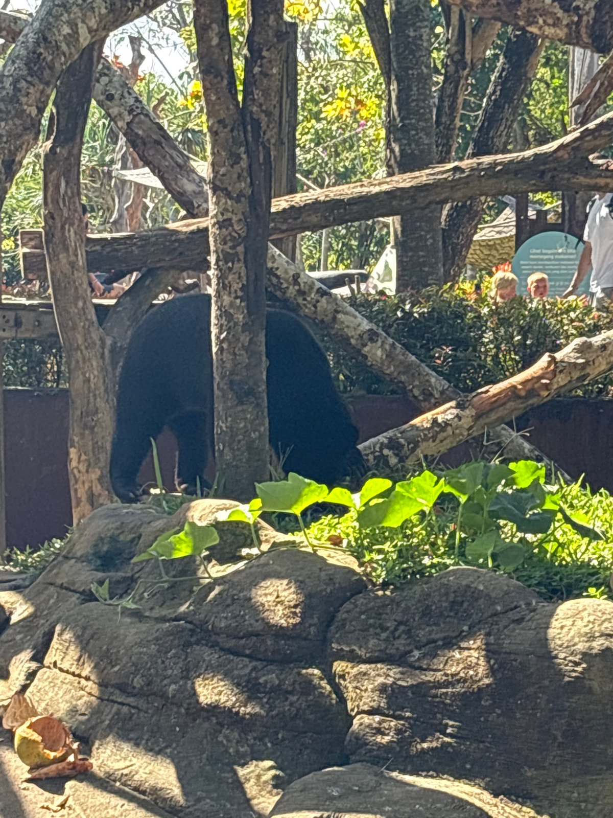 Morning at Bali Safari Park: bears, gharials, and elephants