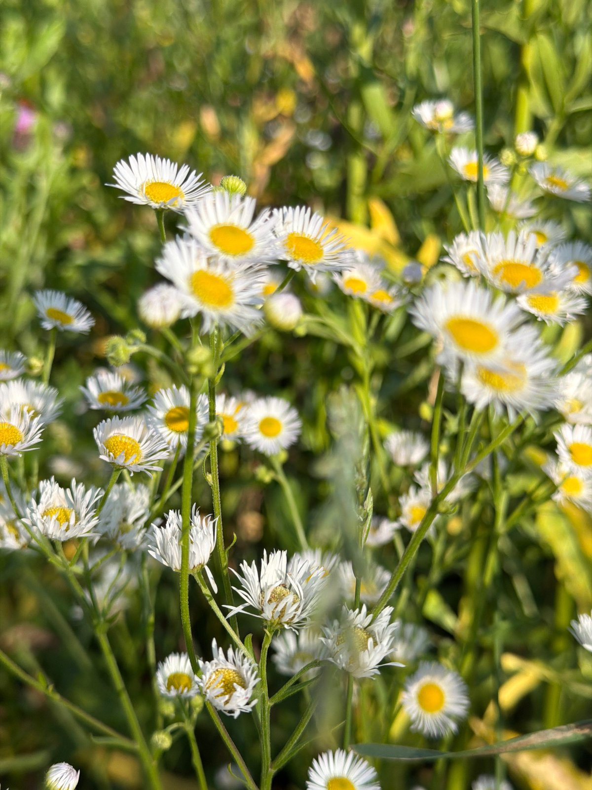 Roadside drive through summer scenery with wildflower stops