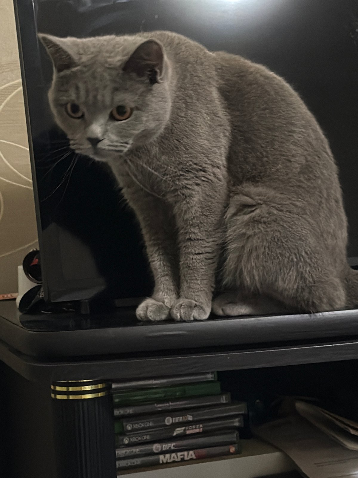 British Shorthair cat spotted on furniture in Dimitrovgrad home