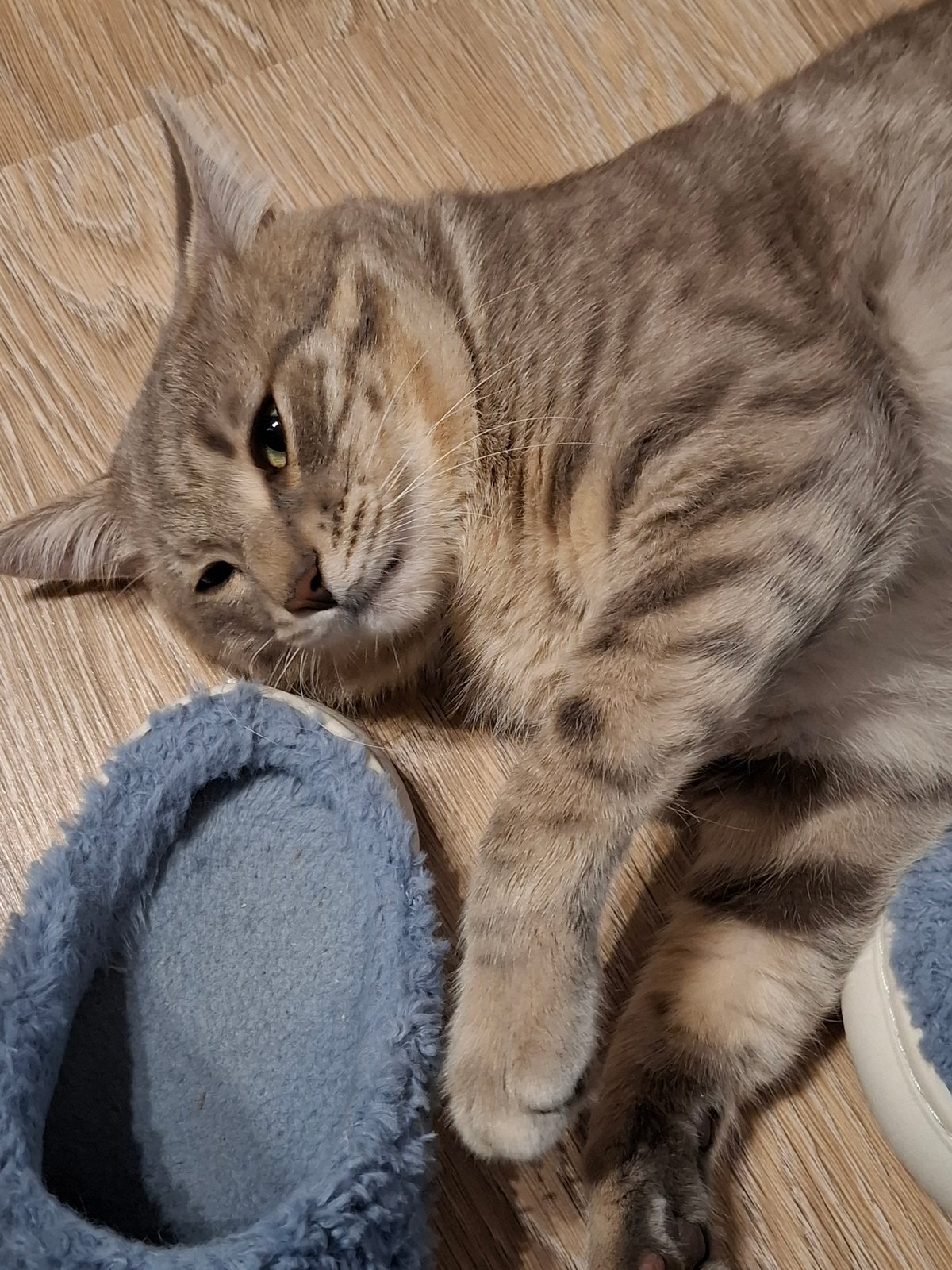 Tabby cat observed in various resting positions over 16 minutes