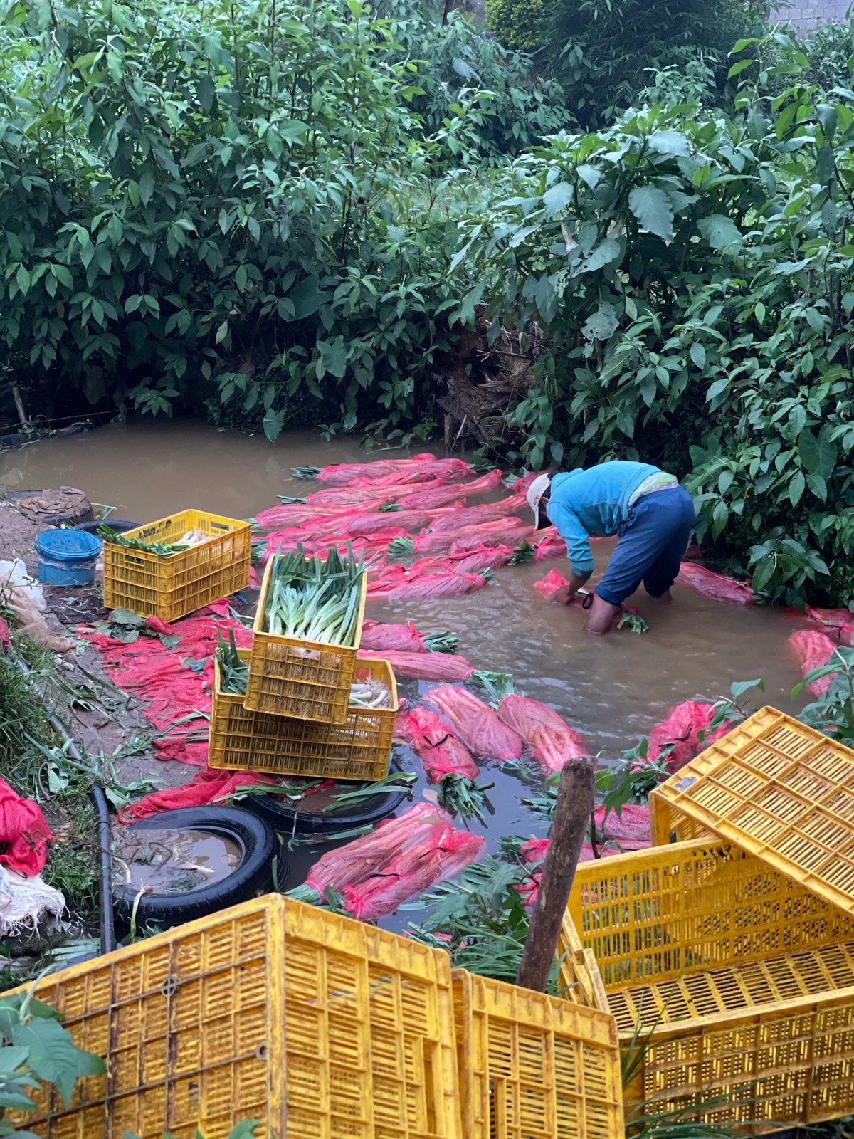 Daily life continues in misty Seetha Eliya conditions