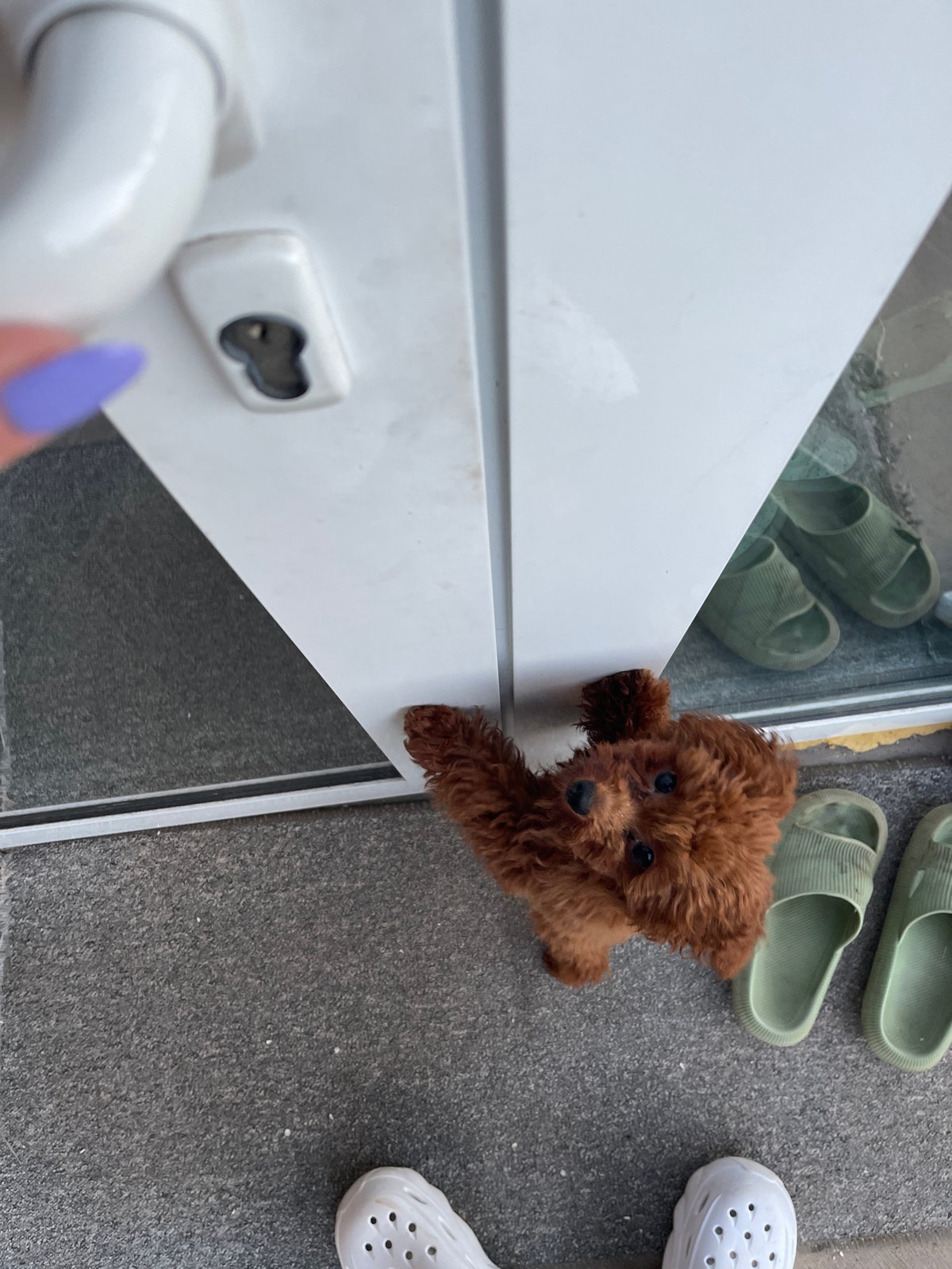 Poodle puppy attempts to reach door handle in Sofia