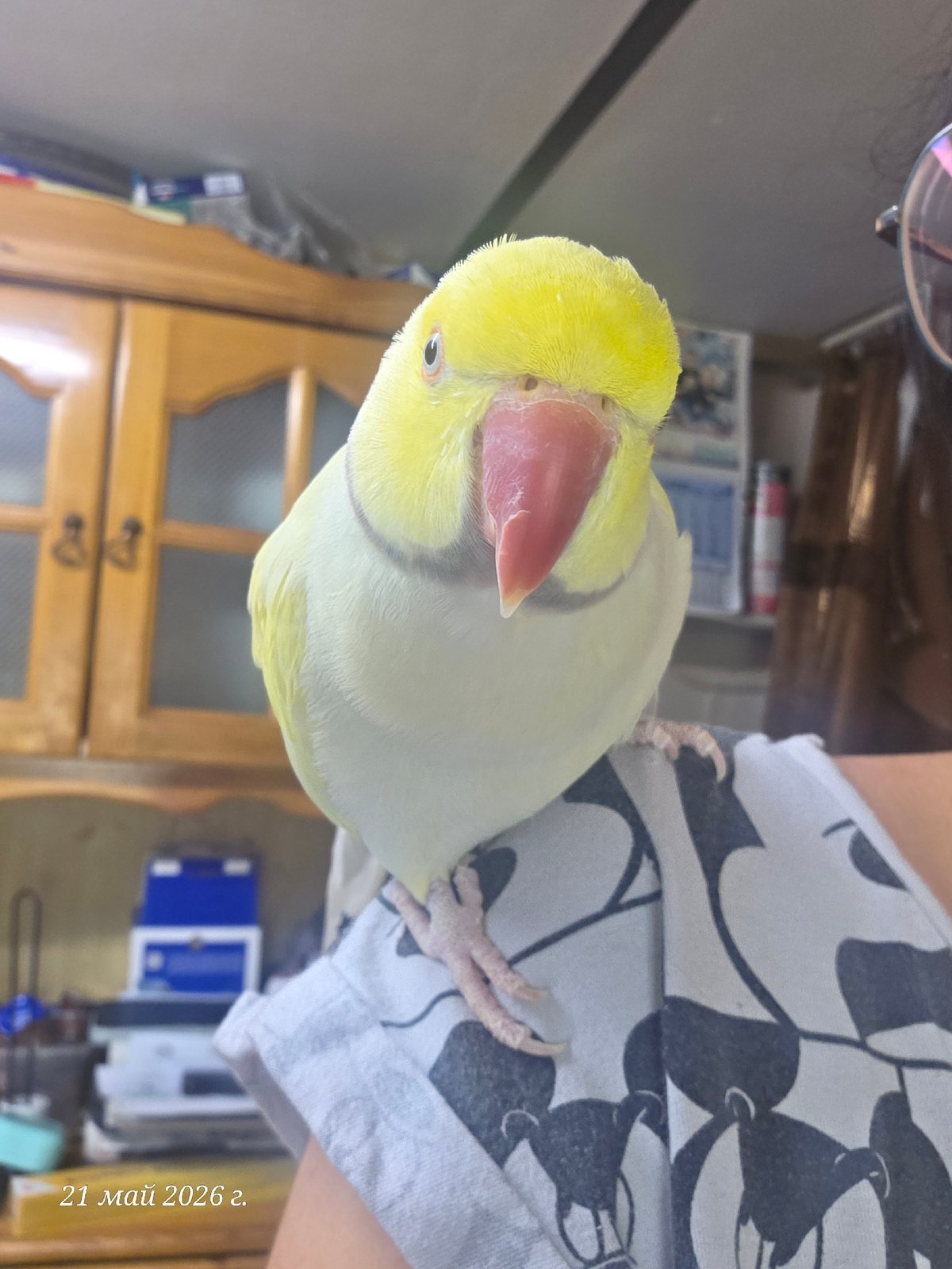Yellow parrot spotted in multiple Burgas locations Thursday evening