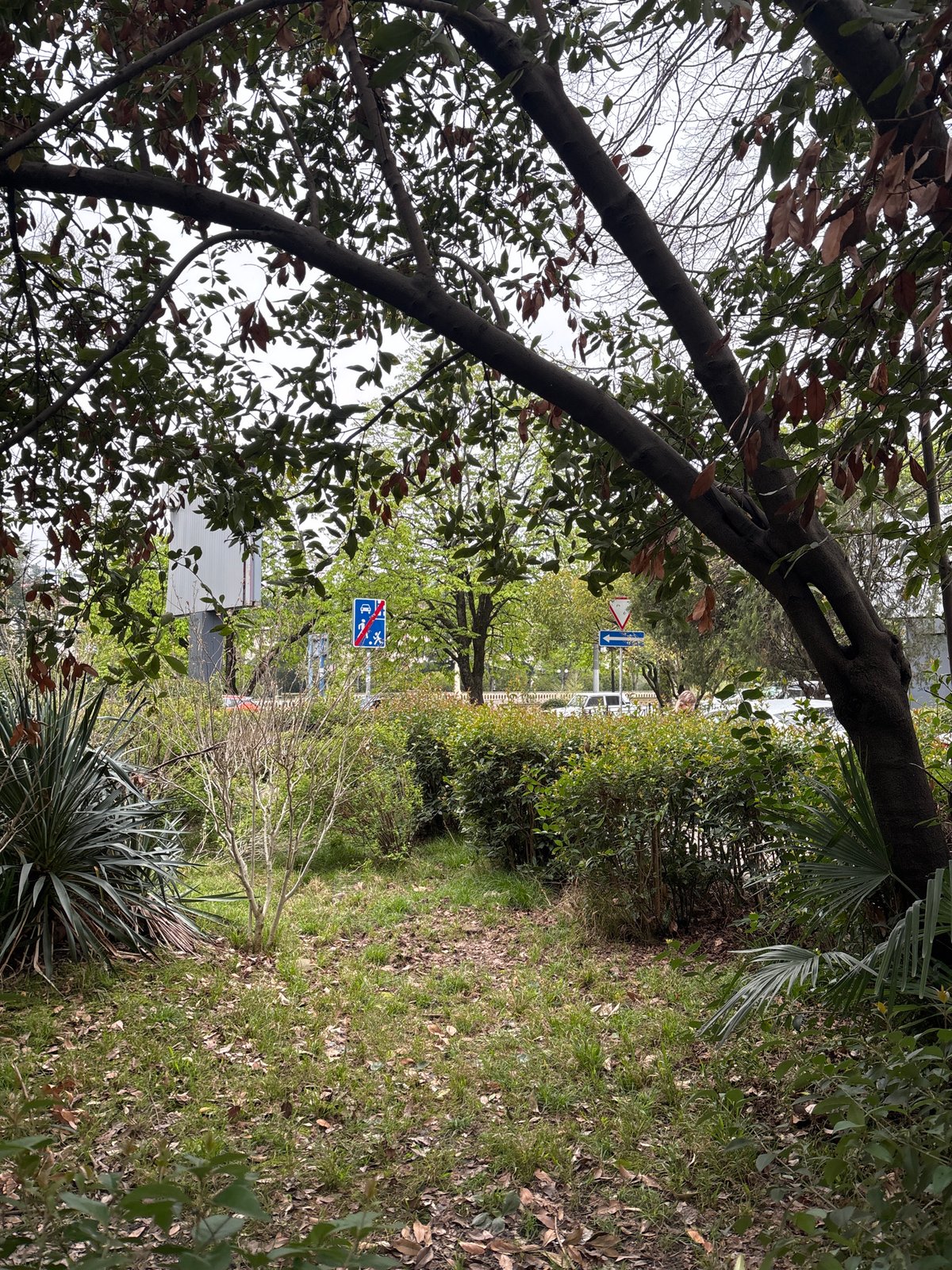 Spring afternoon stroll documented in Sochi public gardens