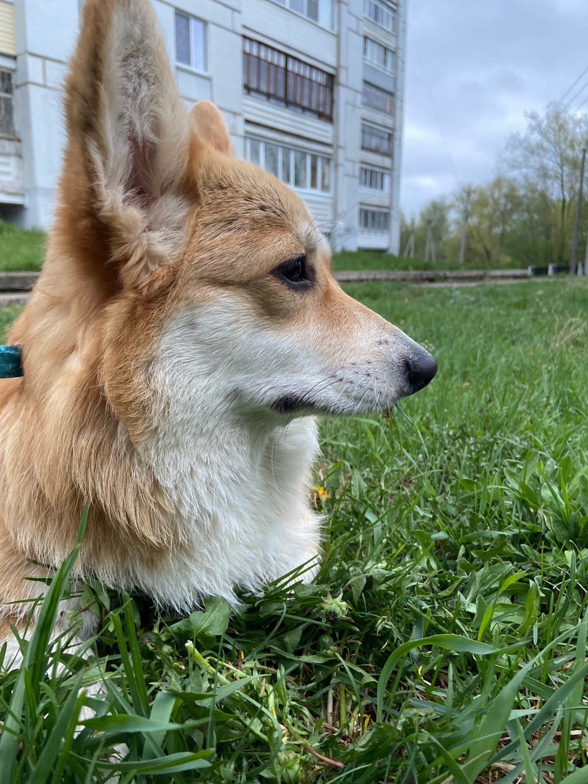 Corgi plays in grass near apartments in Chaikovsky, Russia