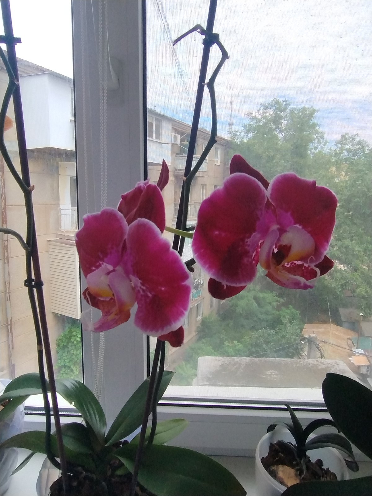 Colorful orchids by the window, plus a Stitch plush