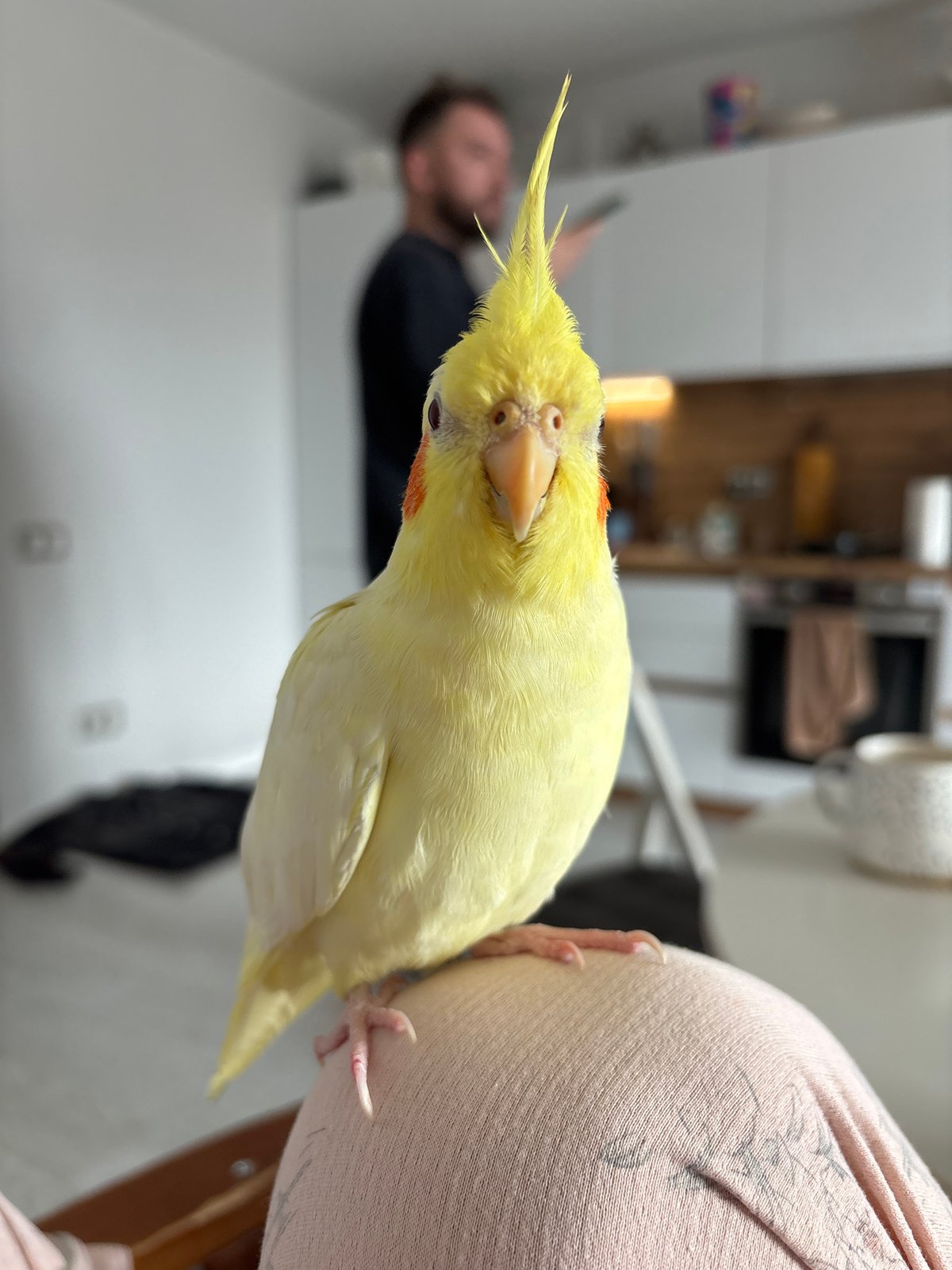 Cockatiel perches on shoulder in early morning Krasnoyarsk sighting