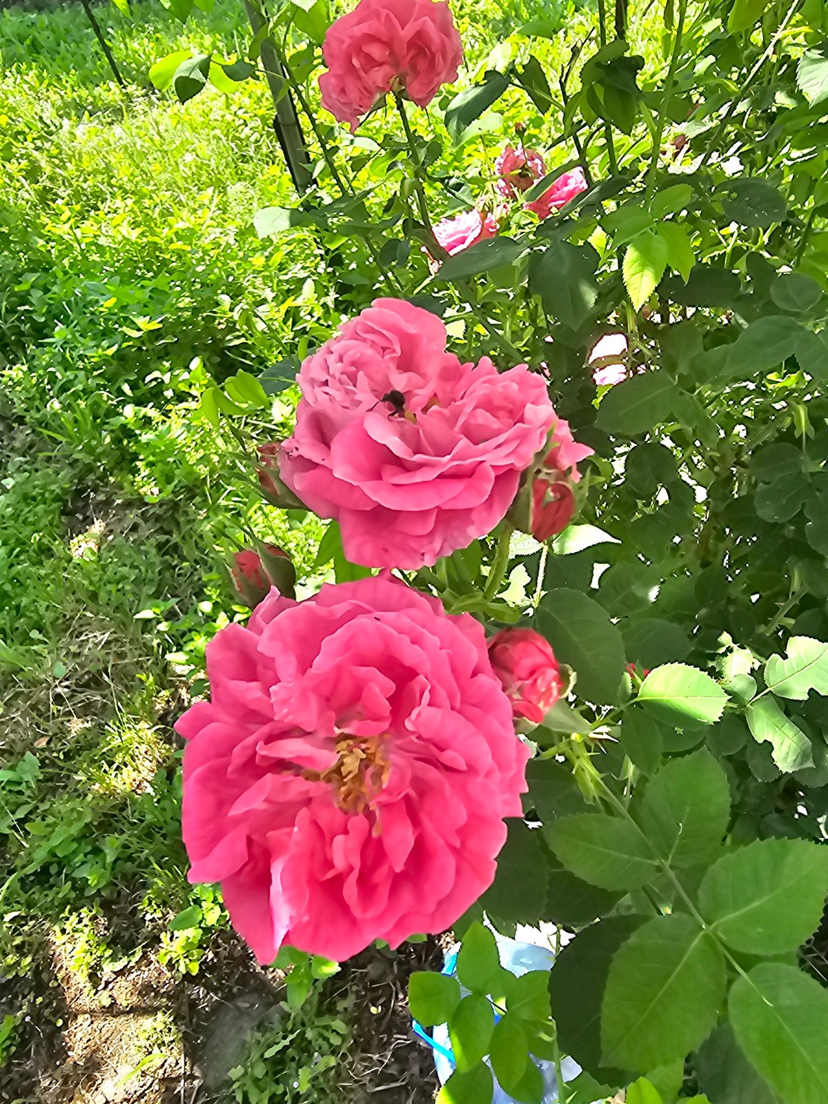 Morning scenes documented in Smolnik: roses bloom, bedroom photographed