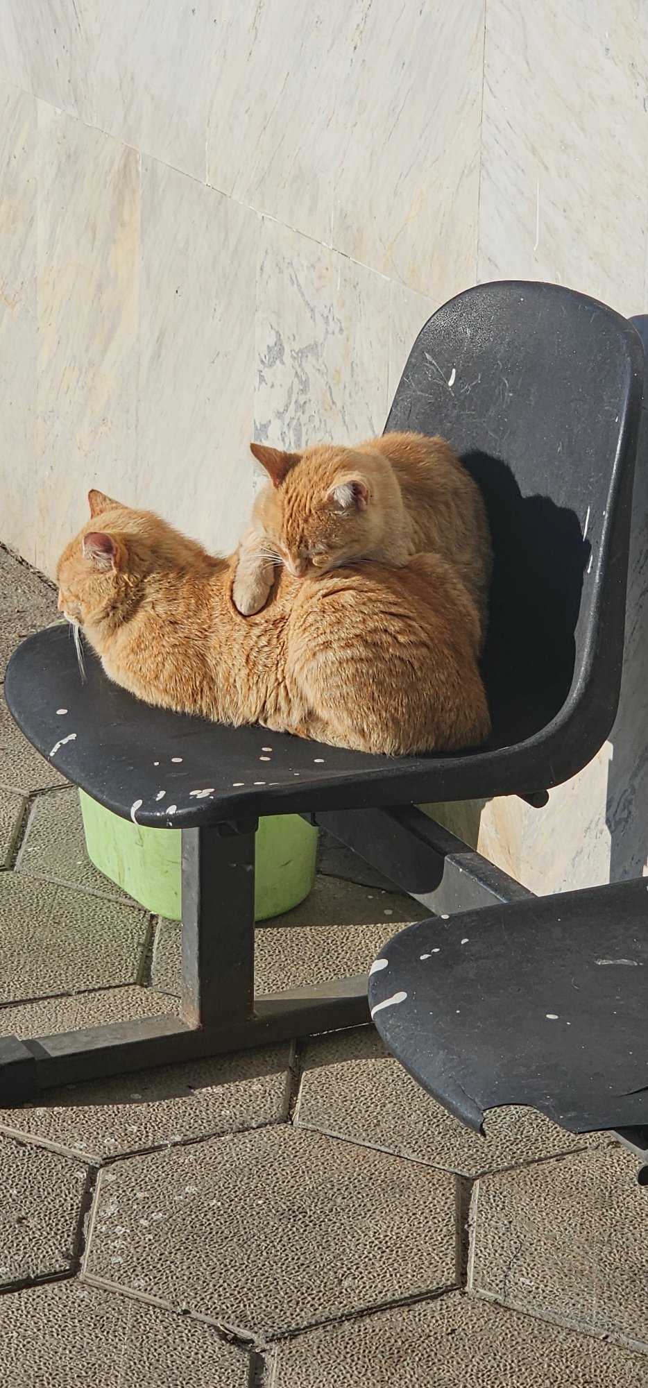 Ginger cats rest outdoors on geometric pavement early morning