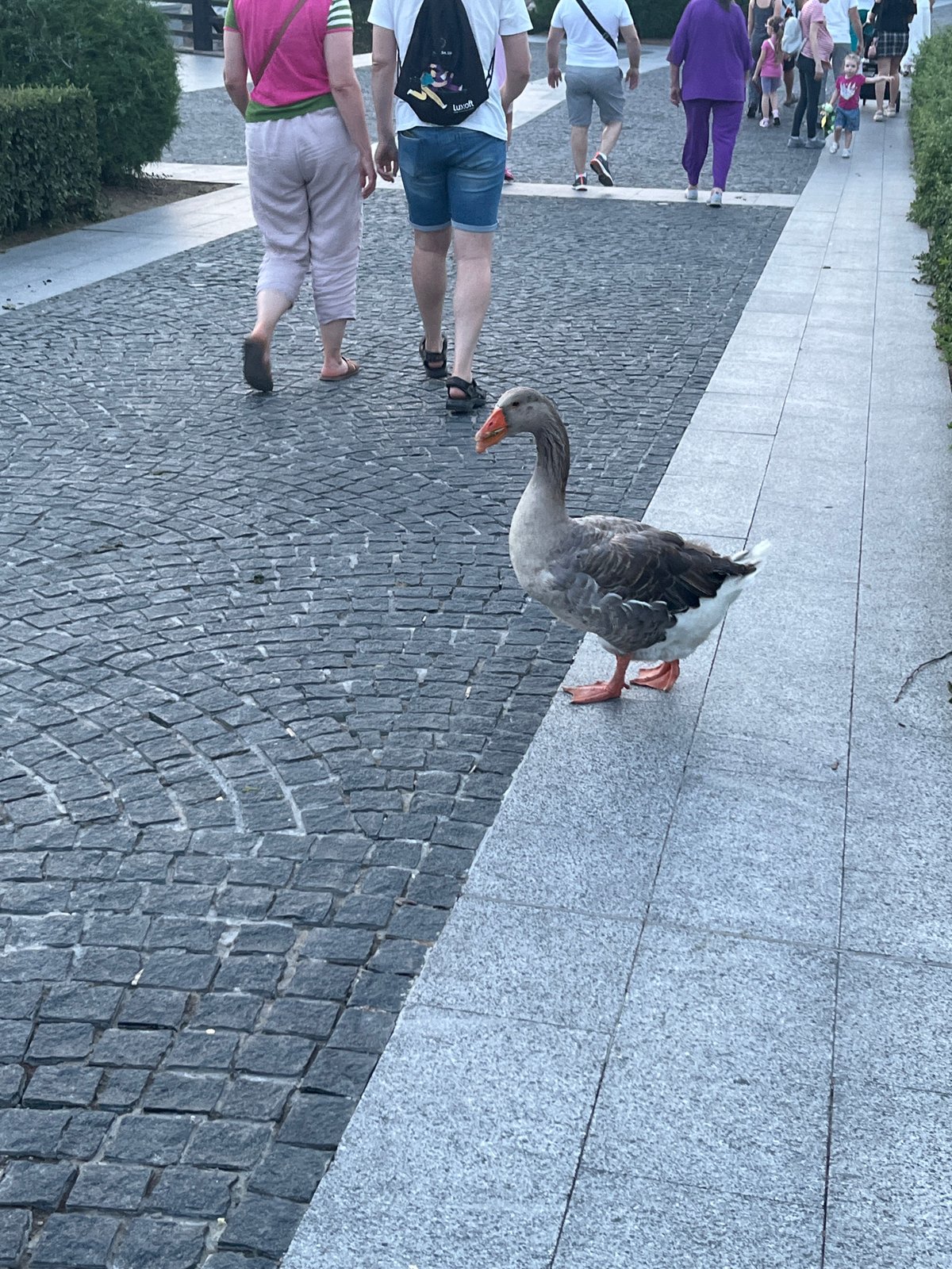 Dnipro riverfront at dusk: birds, strollers, and string lights