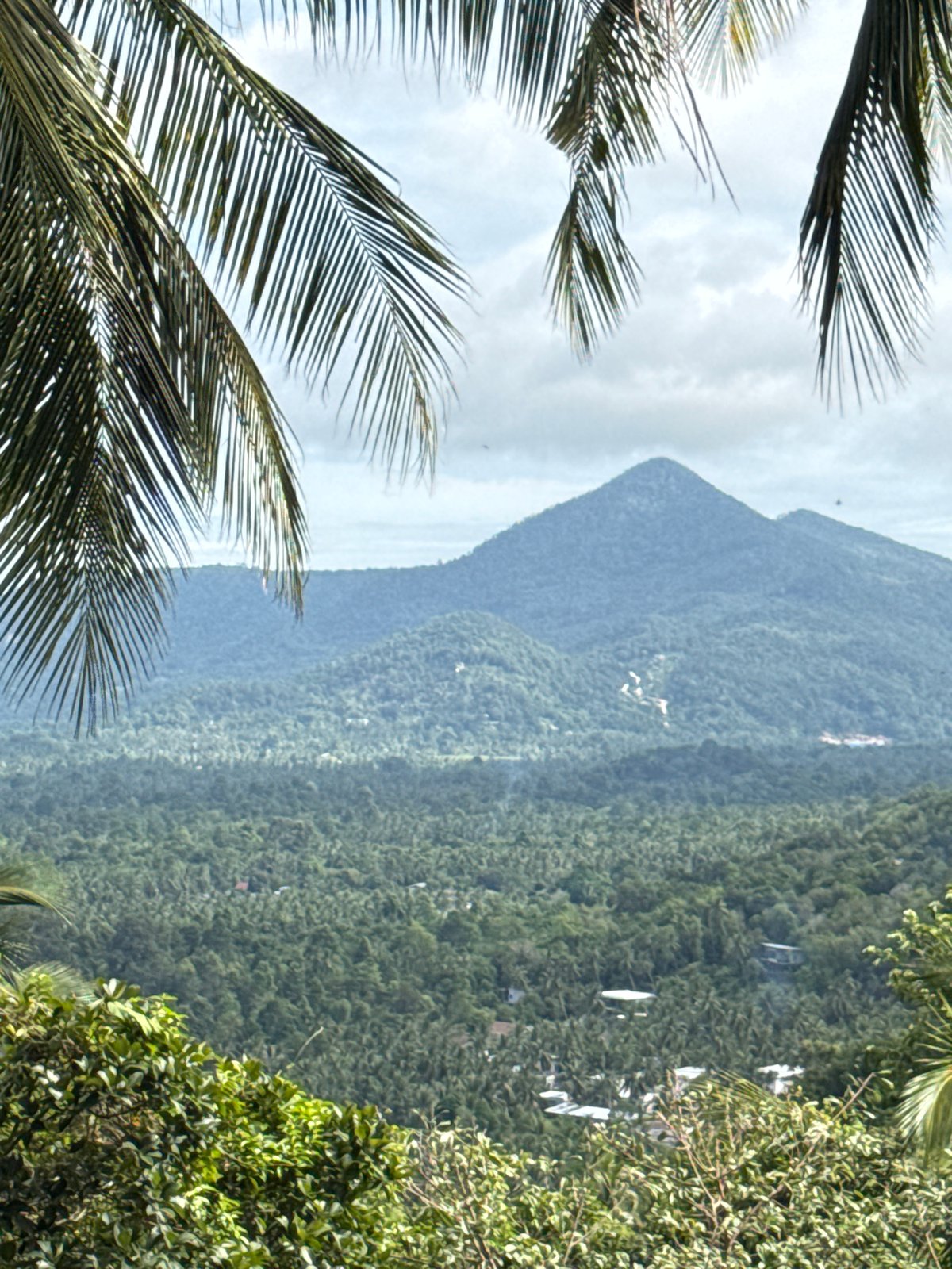Tropical forest views captured in Ban Tai, Thailand