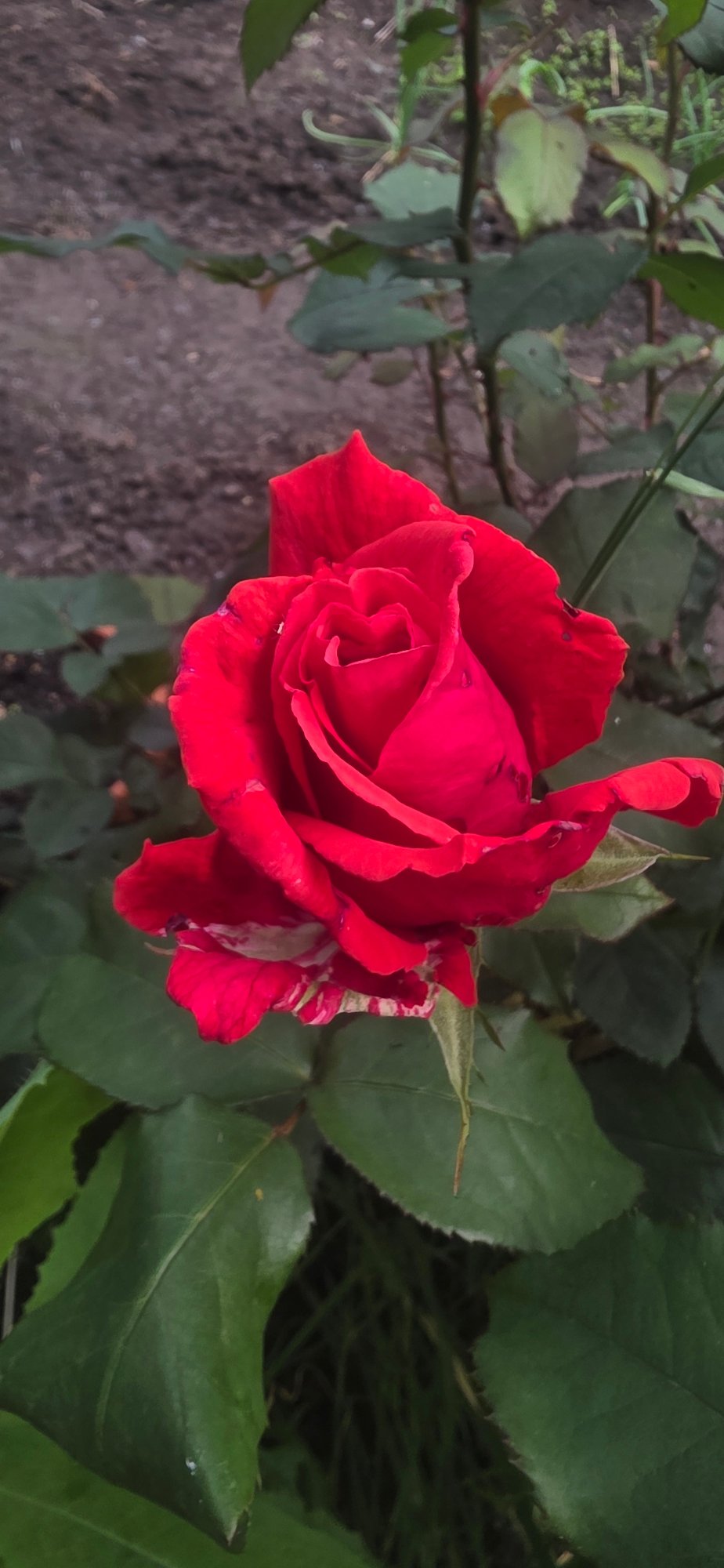 Garden flowers documented in bloom in Smolnik, Bulgaria