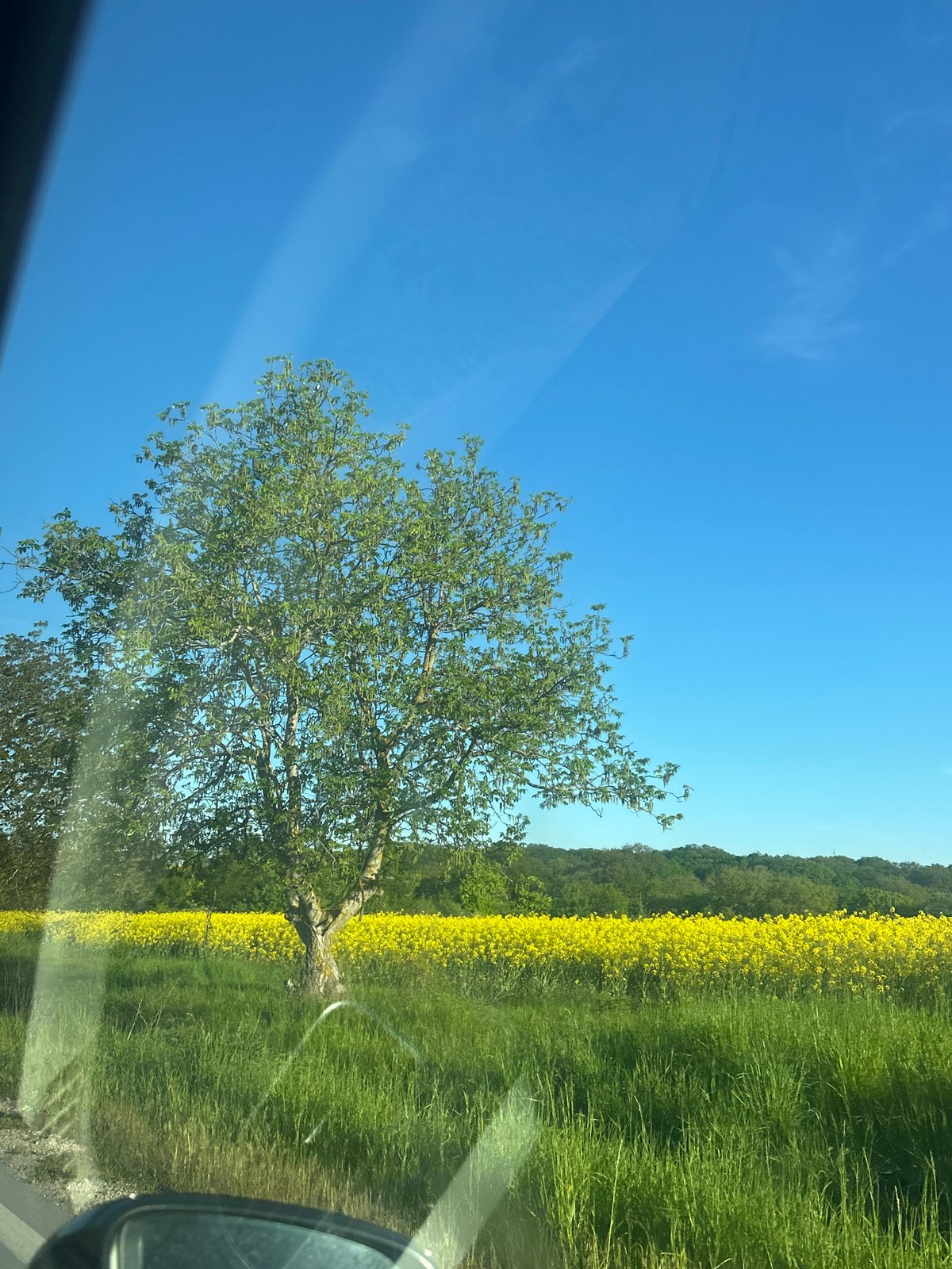 Morning drive through countryside with yellow fields documented