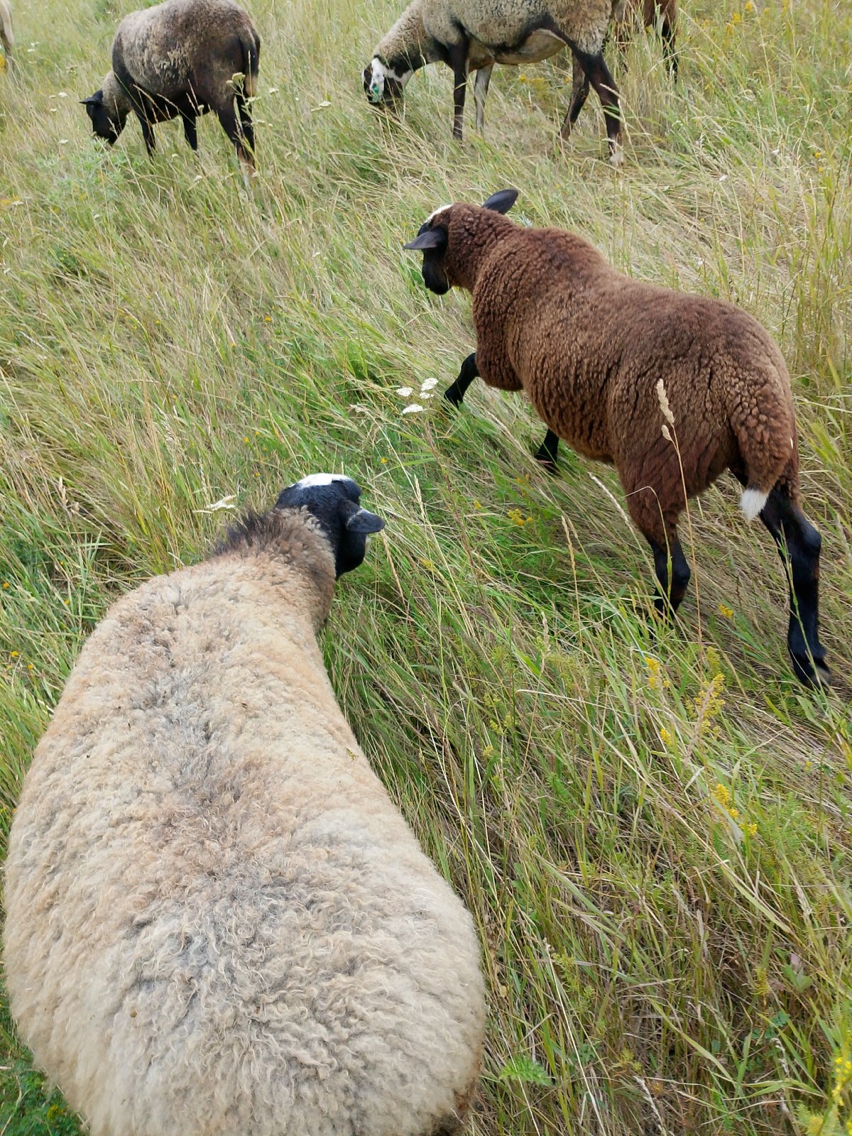 Sheep, goats, and dogs across open grassland pastures