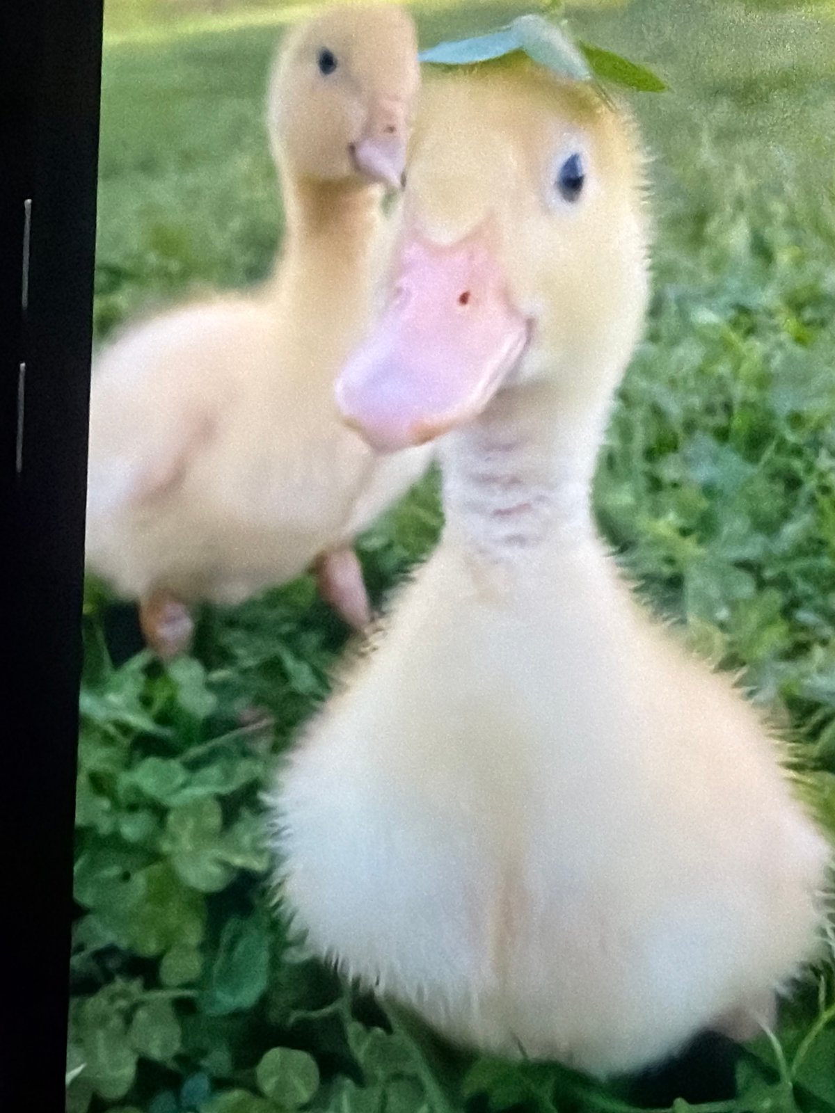 Baby farm animals up close: chicks, ducklings, calves, and snails