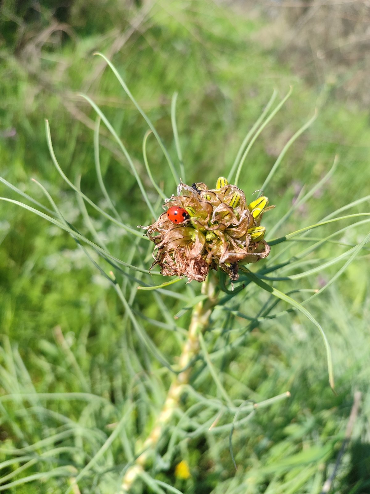 Nature walk documented around Burgas coastal area, Bulgaria