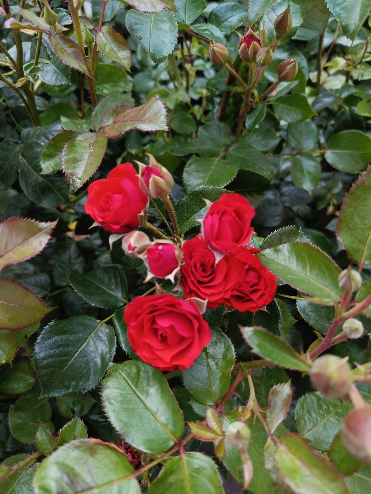 Red and orange roses caught in various stages of bloom